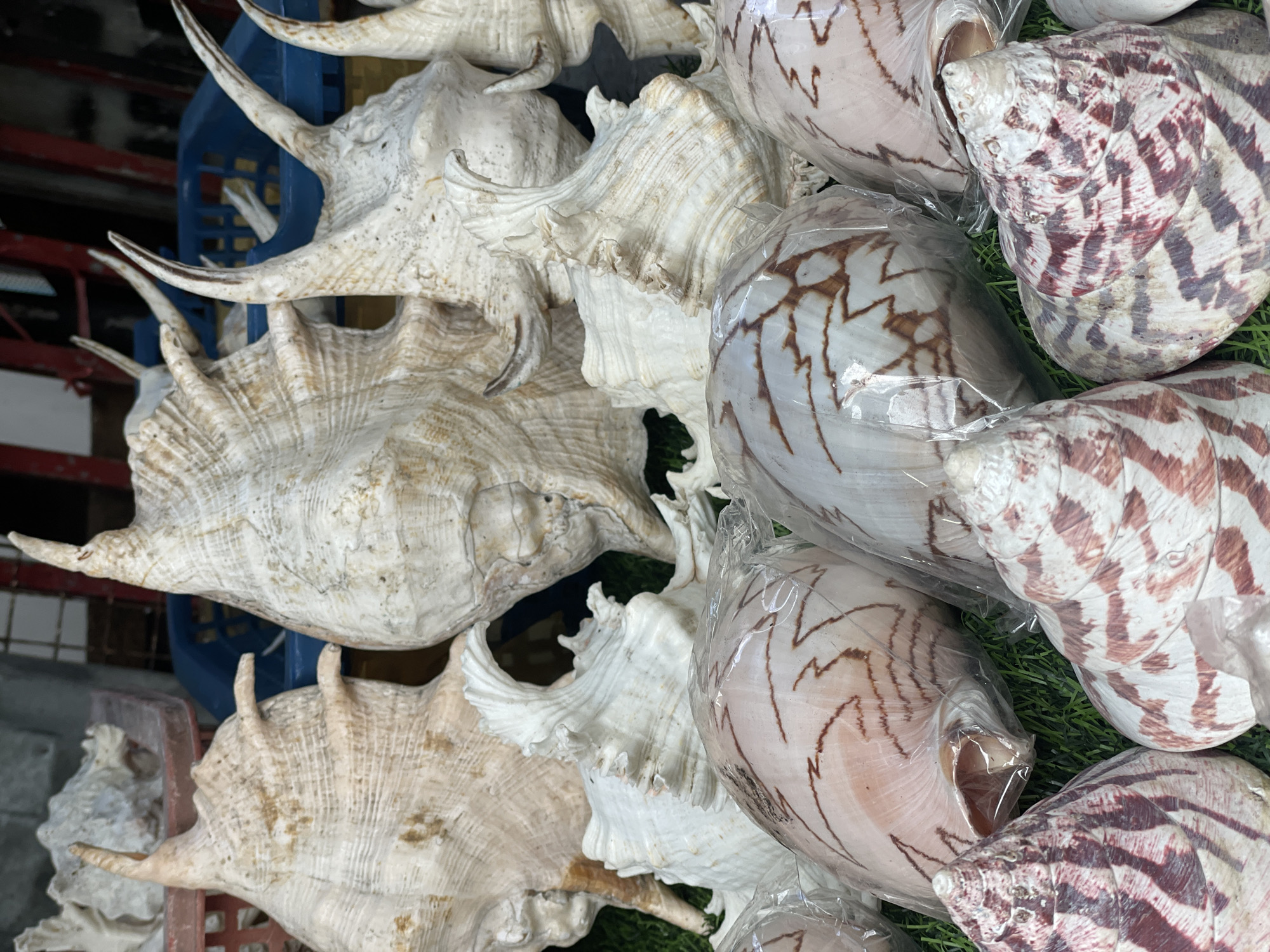 The image shows a close-up view of a collection of seashells, possibly for sale. On the left side, there are several large, spiky, light-colored shells, some resting in a blue and red plastic crate. On the right, there are rounder, striped shells, some appearing to be individually wrapped in clear plastic and arranged on a bed of artificial green grass. The location is Rawai, Thailand.