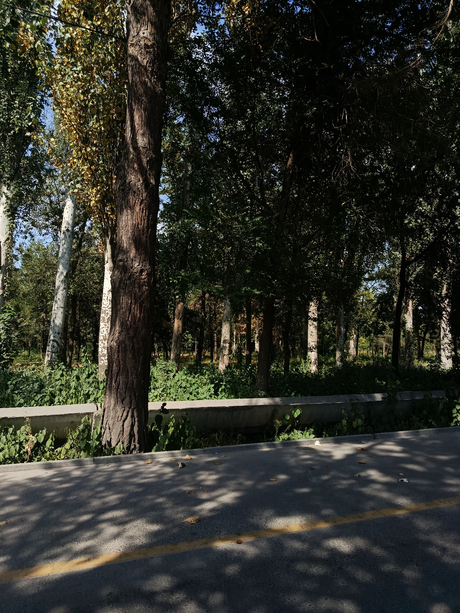 The image depicts a road with a yellow dividing line, bordered by a concrete barrier and a dense forest of trees. The trees are a mix of deciduous and coniferous, with some exhibiting autumn foliage. Sunlight filters through the canopy, casting dappled shadows on the road and the ground. The scene is quiet and appears to be located in an urban park or a forested area on the outskirts of Bishkek, Kyrgyzstan. There are no people or animals visible in the image. The overall atmosphere is one of natural serenity, juxtaposed with the presence of a paved road.