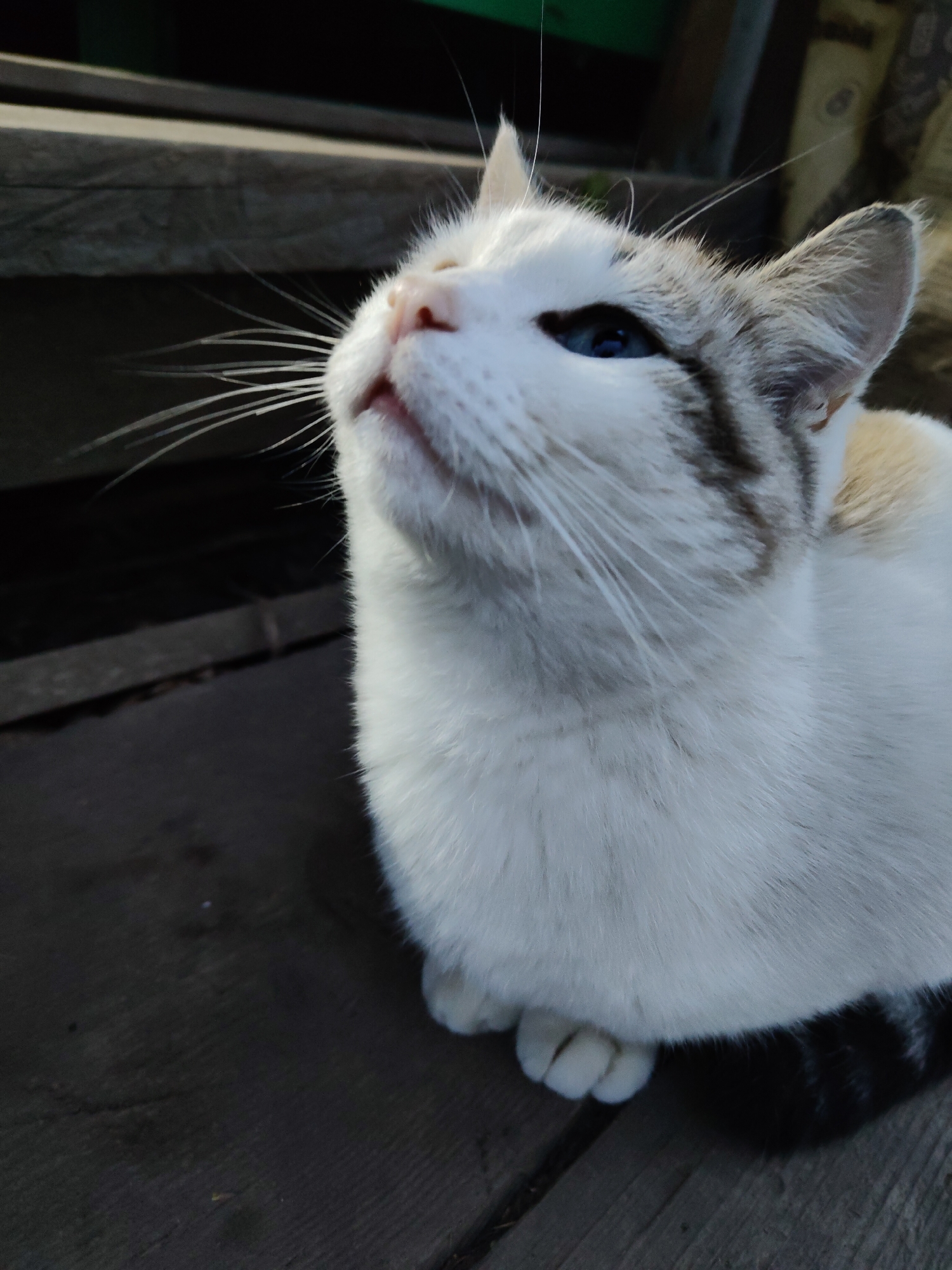 A cat with white fur, gray markings on its head, and blue eyes is seated on a dark wooden surface. The cat is looking upwards, with its head tilted back. The cat has long white whiskers. A partially visible wooden structure with a dark void is in the background. The location is unknown.