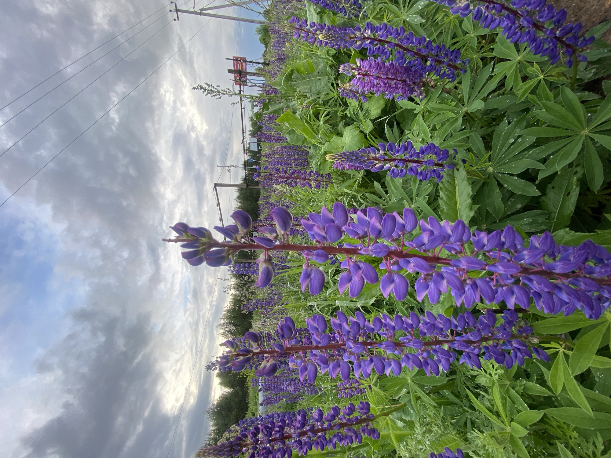 The image depicts a vibrant, dense field of purple lupin flowers under an overcast sky. In the foreground and extending into the mid-ground, numerous tall spikes of rich violet lupins are visible, interspersed with their distinctive palmate green leaves. Many of the leaves glisten with water droplets, suggesting recent rain or morning dew. The background features a textured, cloudy sky, ranging from bright white to various shades of grey, indicating an overcast day, possibly in the early morning or late afternoon. Utility poles with multiple power lines stretch diagonally across the upper left portion of the frame. In the mid-distance on the right, a line of trees and a small red structure, possibly a bench or sign, are discernible. No human activity or visible text is present in the scene. The setting appears to be a rural or semi-rural landscape in Прикамский, Russia, showcasing the wild beauty of the flowering lupins.
