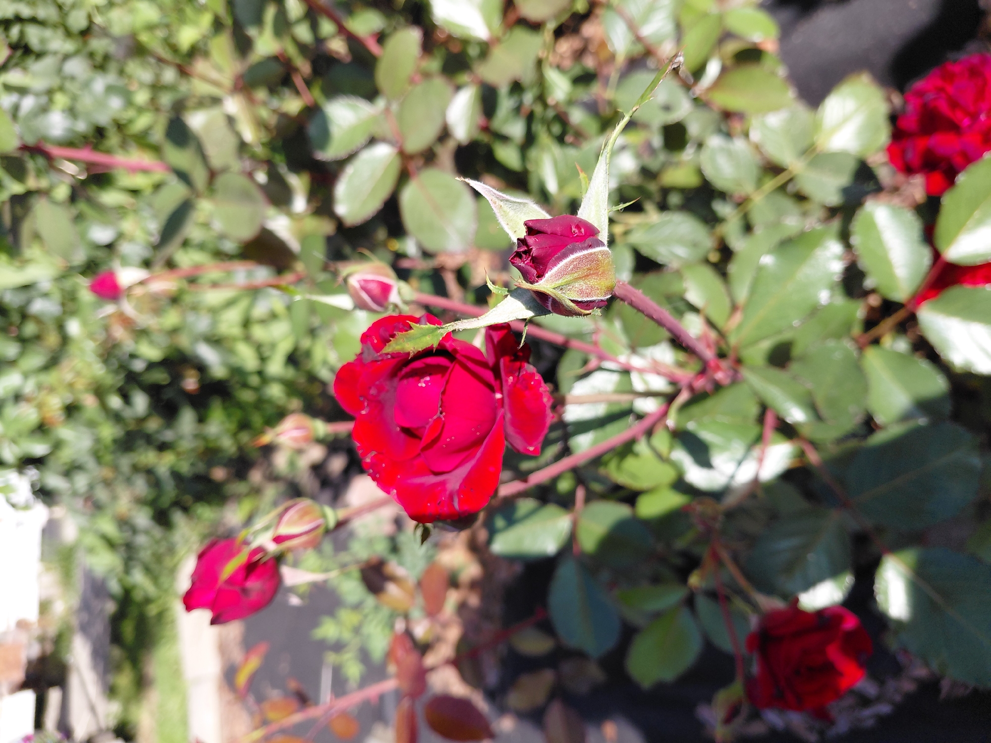 The image is a close-up, outdoor shot of a red rose bush with several blooms and buds. The focus is on a fully bloomed red rose in the center, with a tightly closed bud to its right and a partially opened bud below it. Other red roses, some in bloom and some as buds, are visible in the lower left and lower right of the frame. The leaves are a vibrant green. The background is blurred, showing more greenery and a hint of a brick structure. The lighting suggests a sunny day. There are no people or animals present. The scene appears to be a garden in a residential or public space. This image was captured in Novosibirsk, Russia.