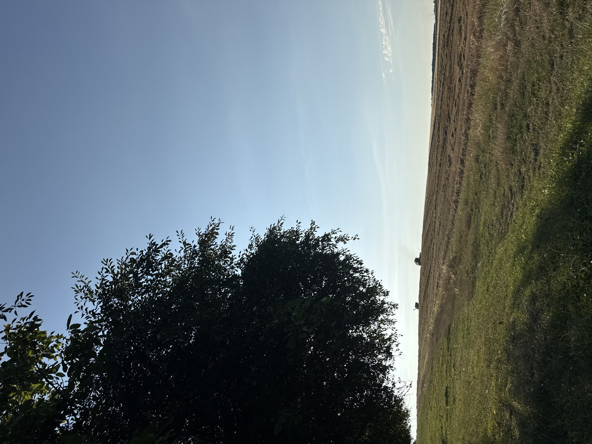 The image depicts a rural landscape under a clear blue sky. In the foreground, a large, dark green tree occupies the left side of the frame, its branches casting shadows on a grassy field. The field is divided, with the left portion covered in lush green grass and the right portion appearing to be a harvested field, with rows of cut crops visible. In the background, on the horizon of the harvested field, two agricultural machines, likely tractors or harvesters, are operating, suggesting that harvesting activities are in progress. The overall scene conveys a sense of agricultural work in a natural setting.