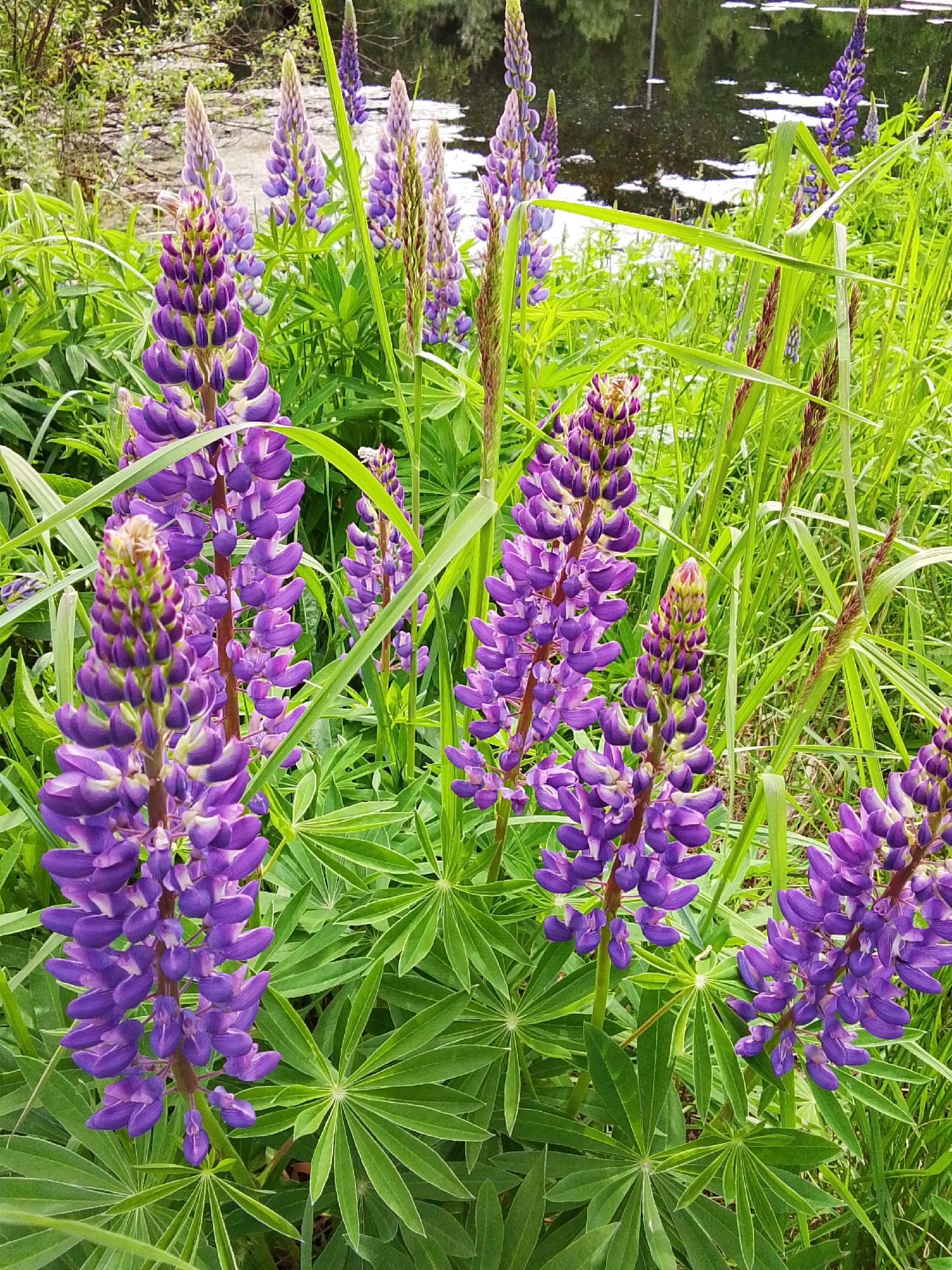 The image shows a field of lupine flowers near a body of water. The flowers are primarily purple and grow in tall spikes. The leaves are green and radiate from a central point. There are other green grasses and vegetation mixed in with the lupines. The background shows a body of water with reflected light on the surface, and some trees and foliage on the far bank. The location is Snopok Novyi, Russia.