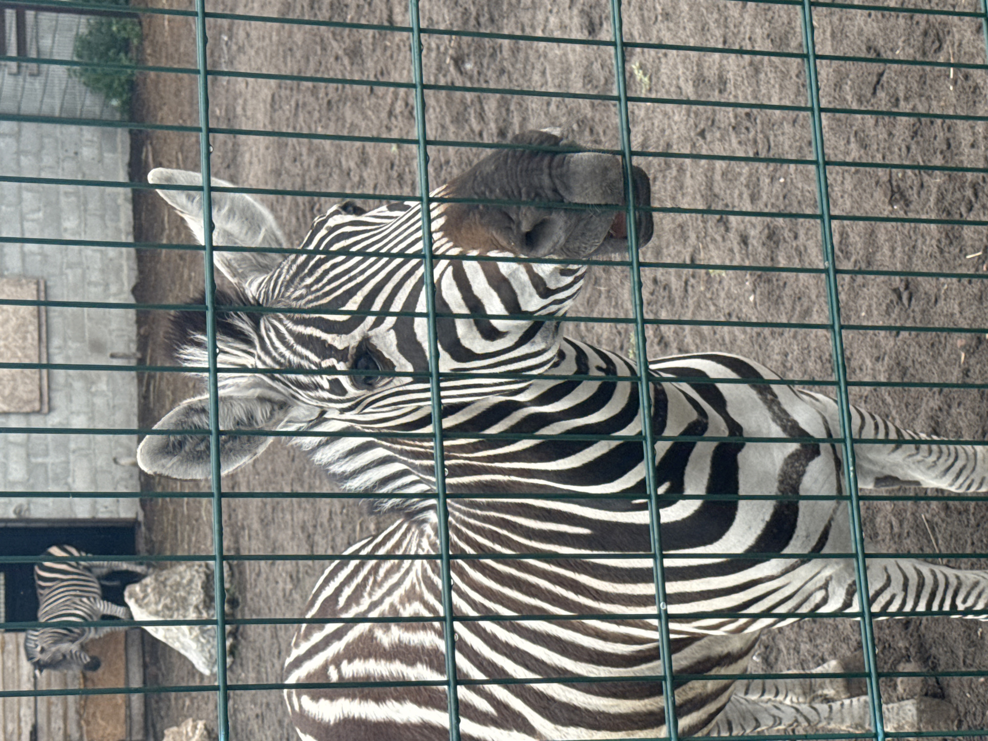 In Zaliznychne, Ukraine, a close-up view captures a zebra behind a green metal fence. The zebra's head and upper body are prominently displayed, with its distinctive black and white stripes filling the frame. The animal appears to be standing in an enclosure with a dirt ground. In the background, another zebra is visible standing on a rock near a dark opening, possibly an entrance to a structure. The overall scene suggests an enclosure within a zoo or animal park.