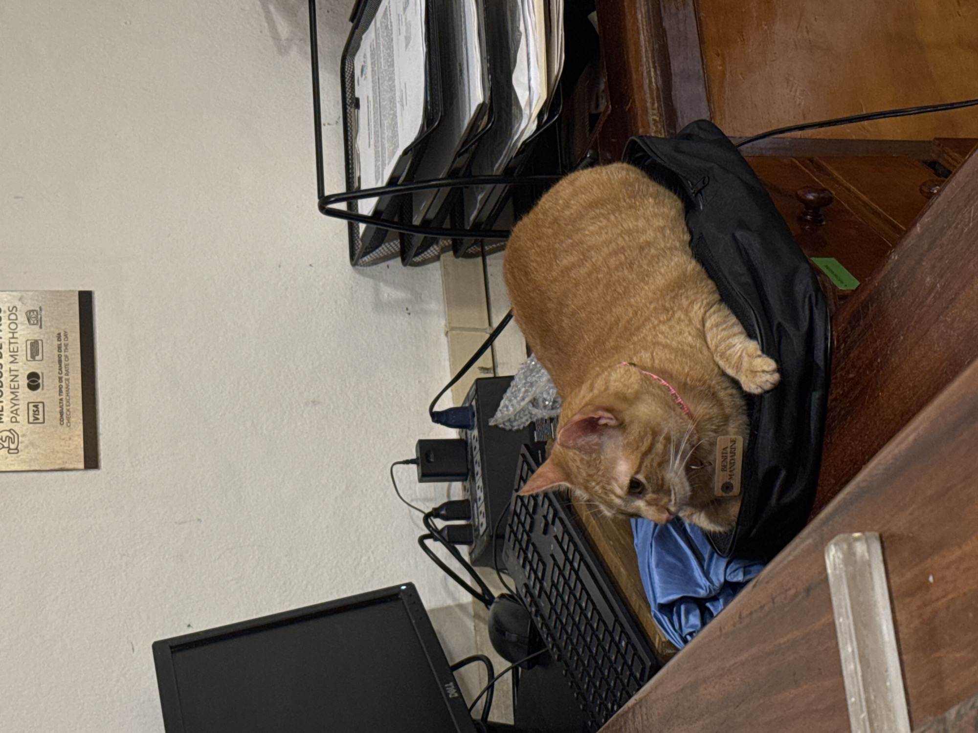 An eye-level, medium shot captures a cat nestled in a black bag on a desk beside a keyboard and monitor. The orange tabby cat wears a pink collar with a tag that reads "BENITA MANDARINE" and features an image of a mandarin. The desk also holds a power strip, a stack of documents, and part of a wooden structure. A credit card payment options sign hangs on a plain wall in the background. The photo's location is identified by the tag as being in Playa del Carmen, Mexico.