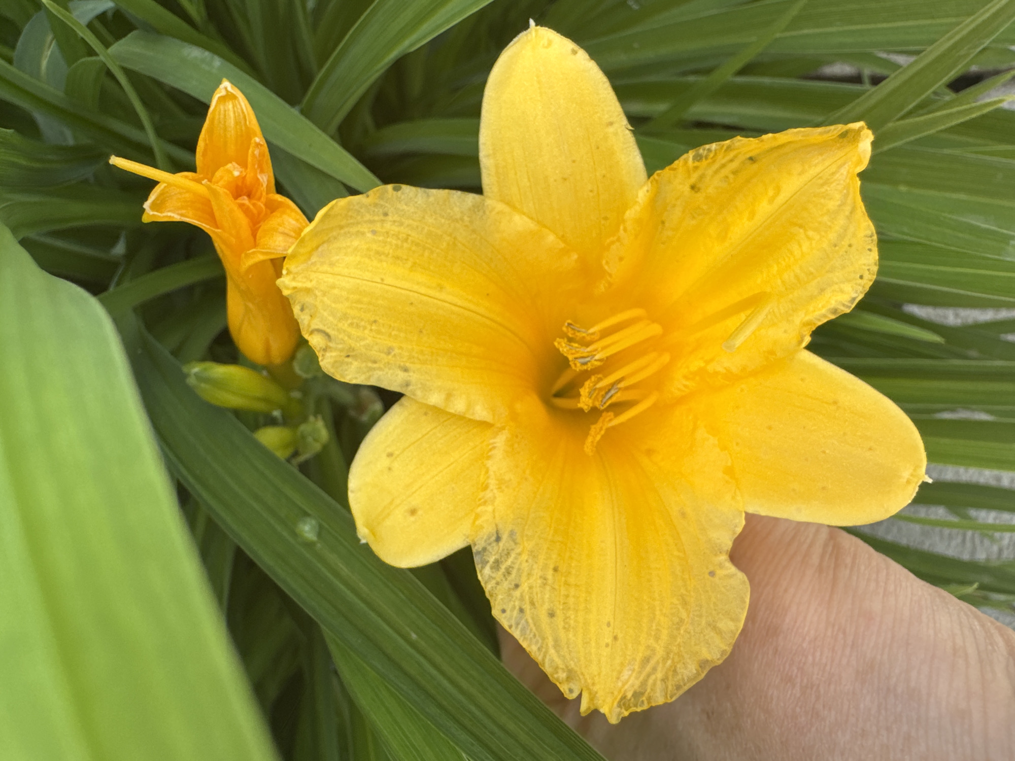 The image features a close-up view of yellow and orange daylily flowers amongst green foliage. A partially visible hand is positioned near the yellow flower. The scene appears to be outdoors, possibly in a garden. There is no explicit information or visual evidence within the image to confirm that the image was taken in the city of Chaikovsky, Russia.