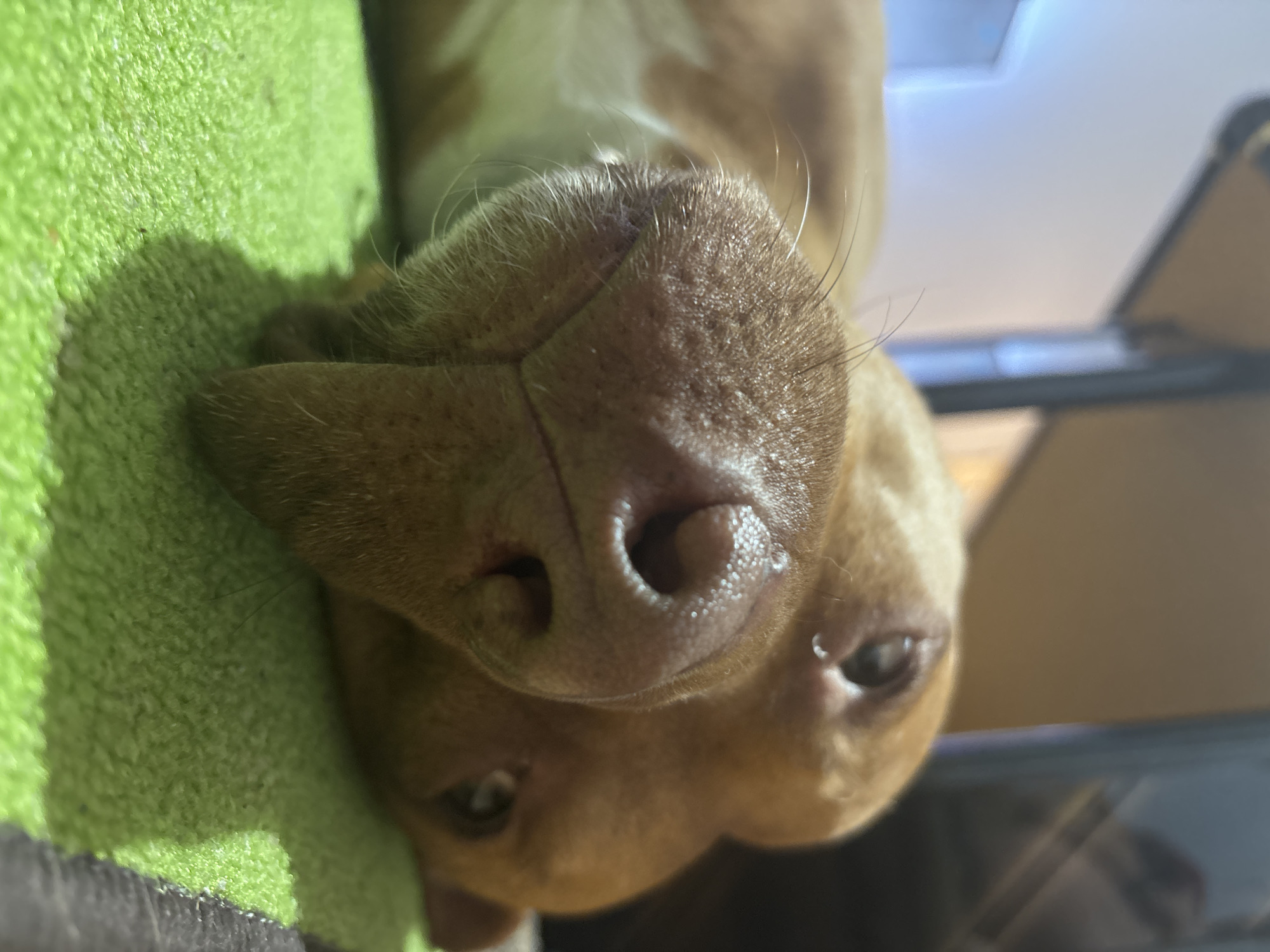 A close-up, upside-down view of a brown dog's face, focusing on its nose and eyes. The dog is resting its head on a green, textured surface, possibly a blanket or cushion. The background is blurred but appears to be an interior setting with a table or shelf visible. There is no information to determine the location in the city of Sofia, Bulgaria.