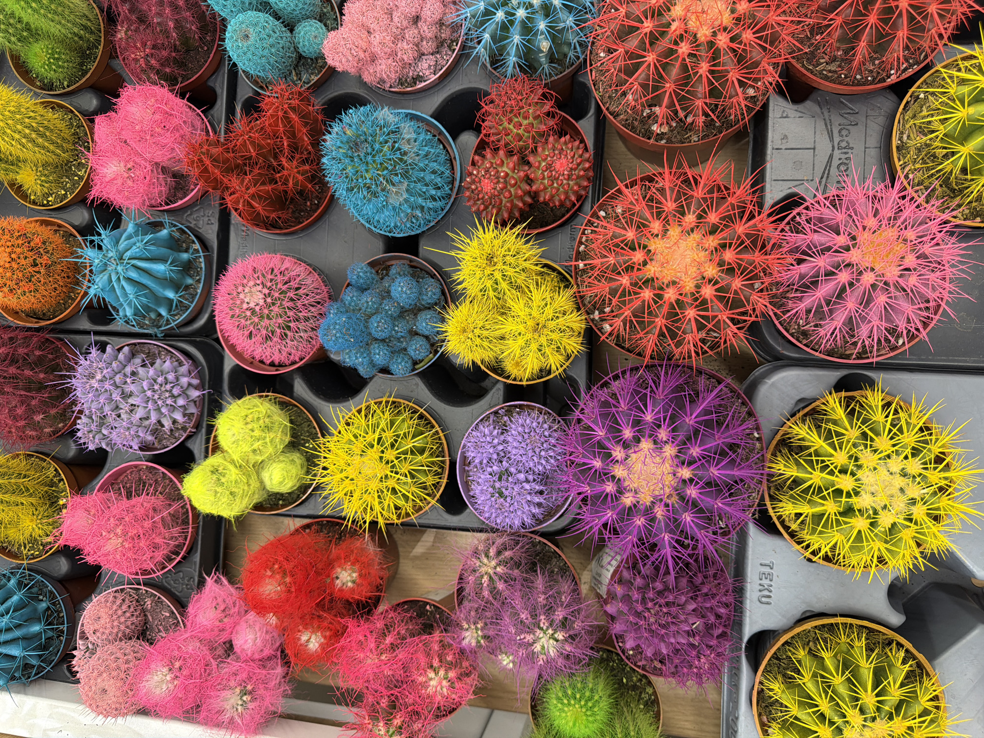 A high-angle shot displays an array of colorful cacti in individual pots, tightly arranged within a black plastic tray. The cacti vary in color, including shades of pink, red, yellow, blue, green, orange, and purple. Each cactus is potted in a small, terracotta-colored pot, with the black plastic tray serving as the primary container. The scene is brightly lit. The text "TEKU" is visible on a section of the plastic tray. The location is not discernible as the image provides only close-up detail of the cacti and the tray.