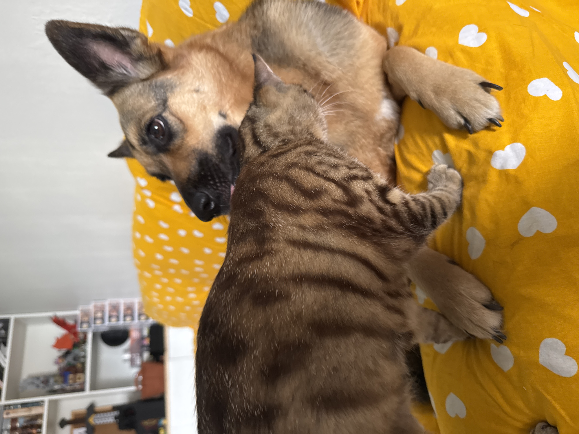 The image shows a dog and a cat interacting on a yellow blanket with white hearts. The dog, a medium-sized breed with brown and black fur, is lying on its back. Its head is turned to the left, and its eyes are open, looking towards the camera. A cat, with brown tabby markings, is lying on top of the dog, facing the dog's chest. The cat's paws are resting on the dog's belly, and its head is near the dog's face. The background is blurred but appears to be an indoor setting, possibly a bedroom or living room, with a shelf unit visible on the left containing various items, including what looks like action figures or collectibles. The lighting suggests it could be daytime. The overall mood seems peaceful and affectionate, indicating a friendly relationship between the two animals. No visible text is present in the image. The location context is Bila Tserkva, Ukraine.