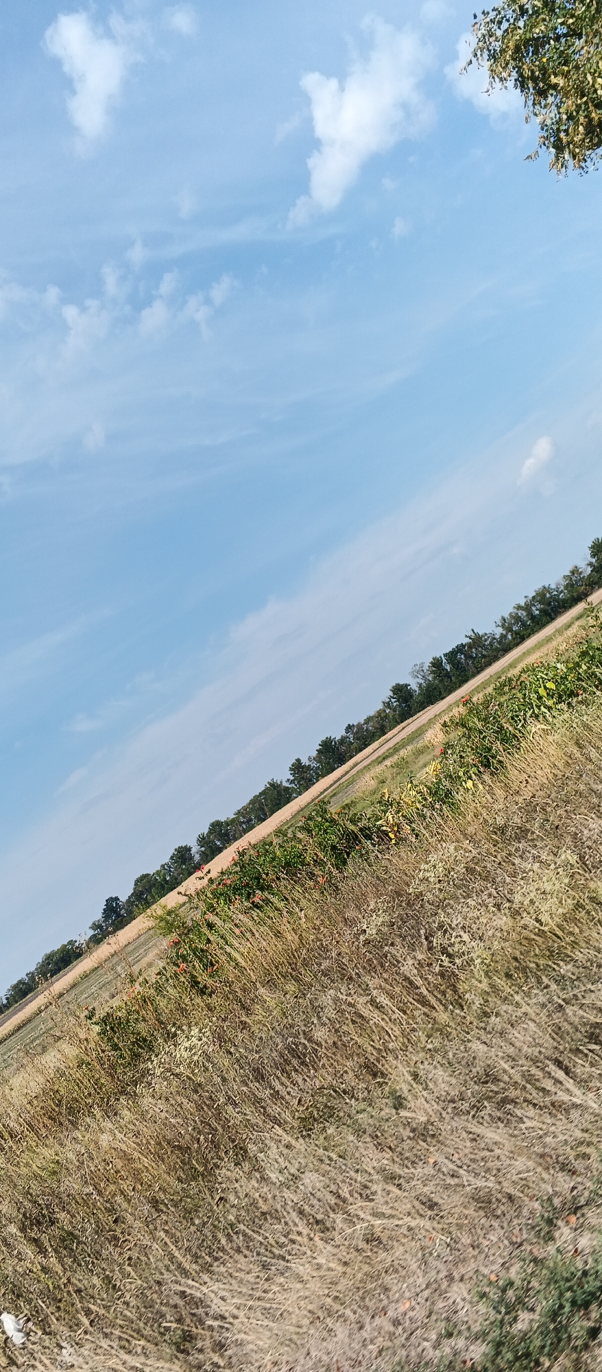 The image depicts a diagonal view of a rural landscape under a partially clouded blue sky. In the foreground, dry, tall grasses dominate the scene, interspersed with some green foliage and what appear to be small, red objects, possibly berries or flowers. Beyond the grasses, a field of crops is visible, appearing lighter in color and likely harvested or in a later stage of growth. Further in the background, a dense line of trees forms a dark green border across the horizon. The sky above is a clear blue with scattered white clouds. The image appears to be taken outdoors in a natural setting, possibly a field or farmland, with no signs of urban structures or infrastructure. It is not possible to determine the specific location within Kholodnianske, Ukraine from this image alone.