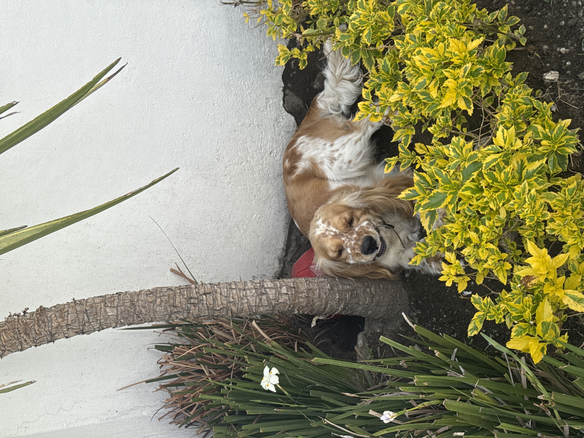 A tan and white Cocker Spaniel lies on its back in a garden bed beside a white wall. The dog's eyes are closed and mouth slightly open in a smile. Yellow and green foliage surrounds its head. The garden bed also contains a section of palm tree trunk and greenery. The location is Heroica Puebla de Zaragoza, Mexico.