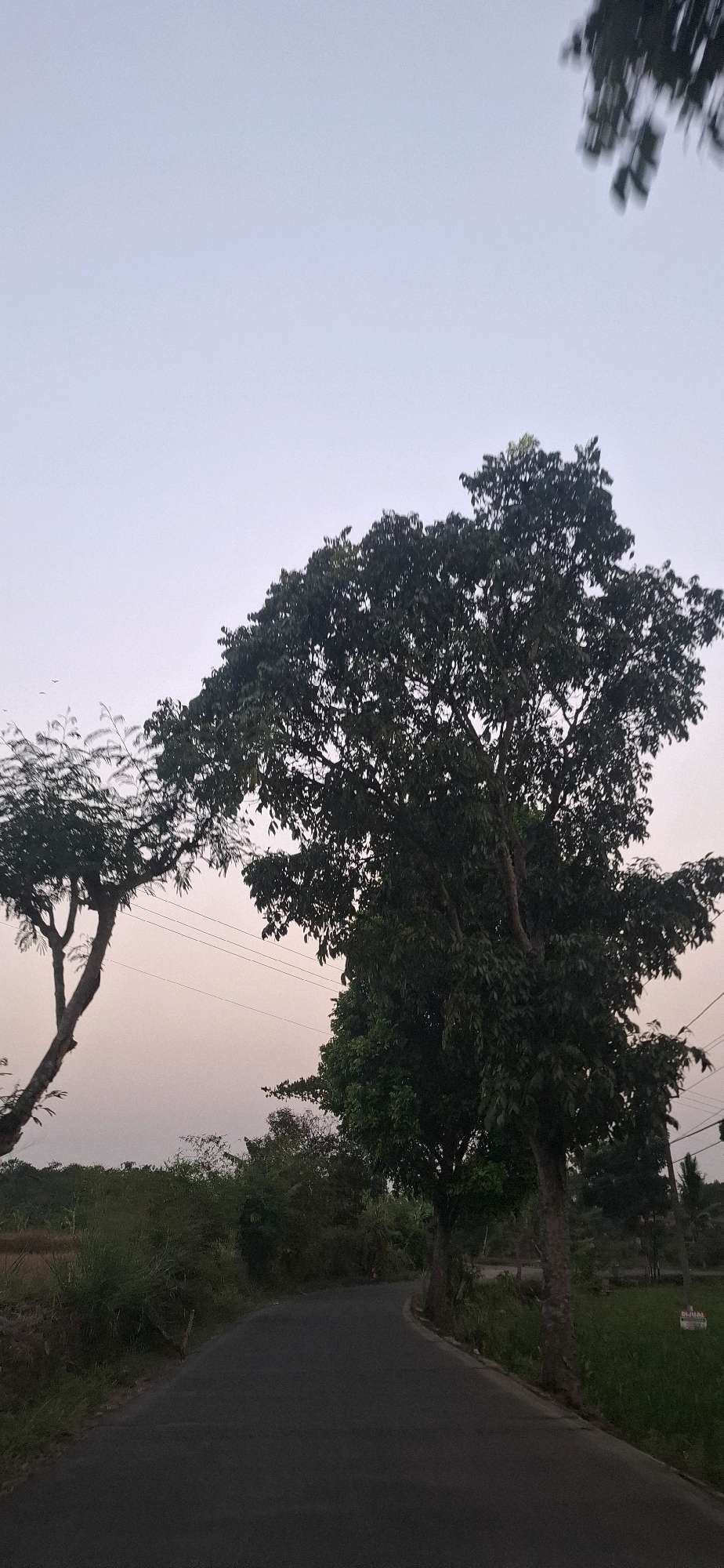 The image depicts a rural road in Cibinong Hilir, Indonesia, during either dawn or dusk, as indicated by the soft, diffused light and the pastel colors in the sky. The road curves gently to the right, bordered by lush greenery and several trees of varying sizes and types.
In the foreground, the dark asphalt road dominates the lower portion of the image. To the left of the road, tall grasses and shrubs grow, with a few thinner, leafy trees further back, one of which has a distinct, leaning trunk. These trees appear to have delicate, feathery foliage.
To the right of the road, a prominent, mature tree with a thick trunk and a broad canopy of dense, dark green leaves stands tall. Its branches spread widely, casting shadows on the road and surrounding area. Further to the right, another tree with a similar canopy is visible. Interspersed among the trees are power lines, strung horizontally across the mid-ground.
In the background, more vegetation and trees create a dense wall of green. A sign with text in what appears to be Indonesian is partially visible in the lower right corner, on a grassy patch next to the road, suggesting a potentially commercial or residential area nearby. The sky above is a pale gradient, transitioning from a light blue or gray at the top to a soft pinkish-orange hue near the horizon, consistent with twilight conditions. No people are present in the image.