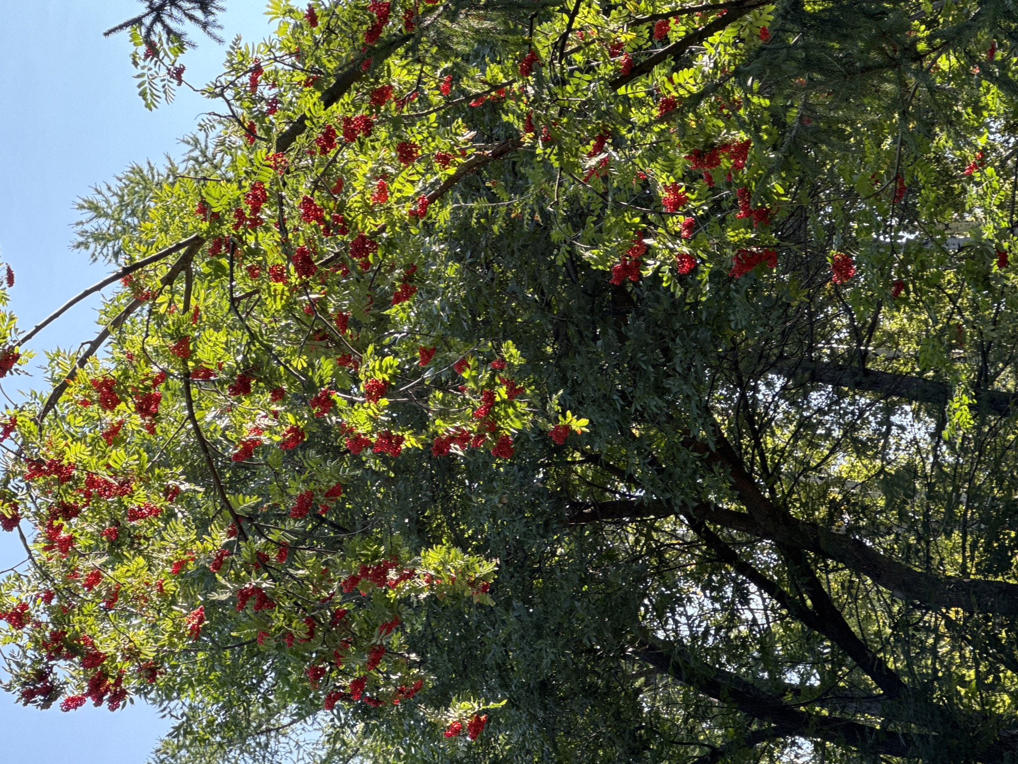 An upward angled shot of a tree laden with bright red berries against a clear blue sky. The tree has green foliage, and sunlight filters through the leaves, creating a dappled effect. Several branches are visible, some bare, others covered in leaves and berries. In the background, other trees and greenery can be seen. The scene appears to be outdoors, likely in a park or natural setting within the city of Ufa, Russia. There are no people or animals visible in the image. The overall impression is one of natural beauty and the abundance of autumn harvest.