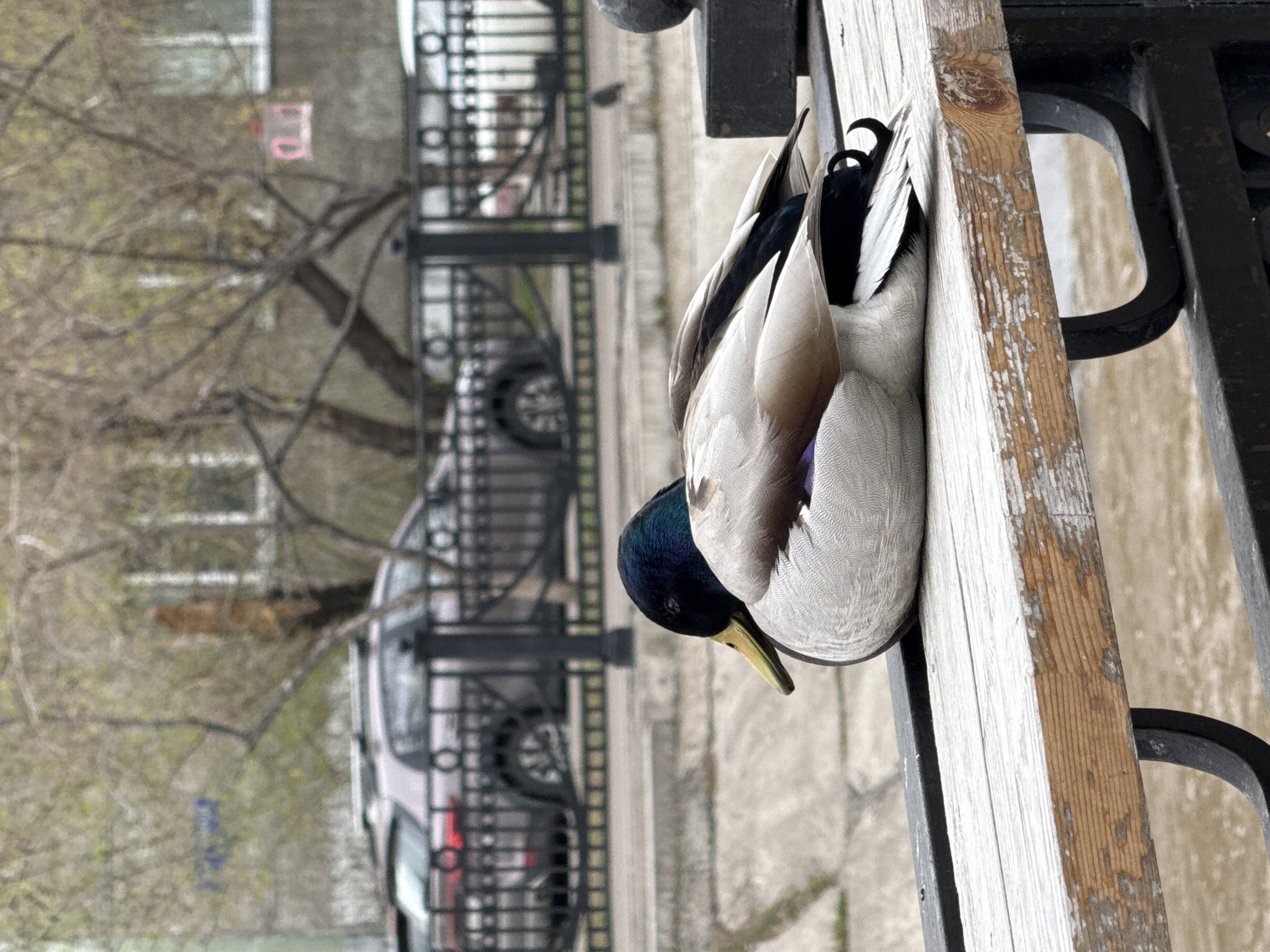 A mallard duck rests on a wooden bench in Krasnoyarsk, Russia. The duck is facing downwards in the image, with its green head visible. The bench has a black metal frame. In the background, there is a street with parked cars, buildings, and bare trees typical of an urban environment.