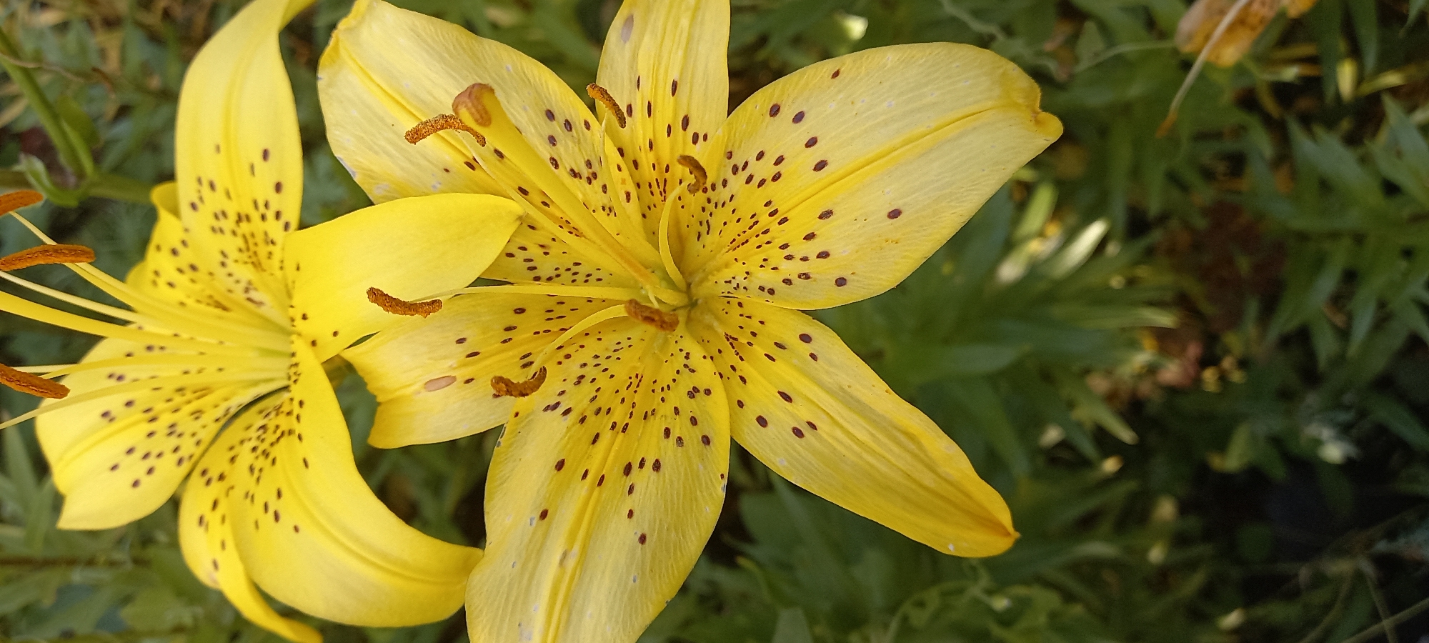 Two yellow lilies are in bloom. The lily in the foreground is larger and in sharper focus, revealing its delicate yellow petals adorned with dark brown spots. Its stamens, tipped with orange pollen, are prominent. Behind it, another yellow lily is partially visible, also speckled. The flowers are set against a backdrop of green foliage, suggesting an outdoor garden setting. The image was taken in the rural district of Tokush, Kazakhstan.