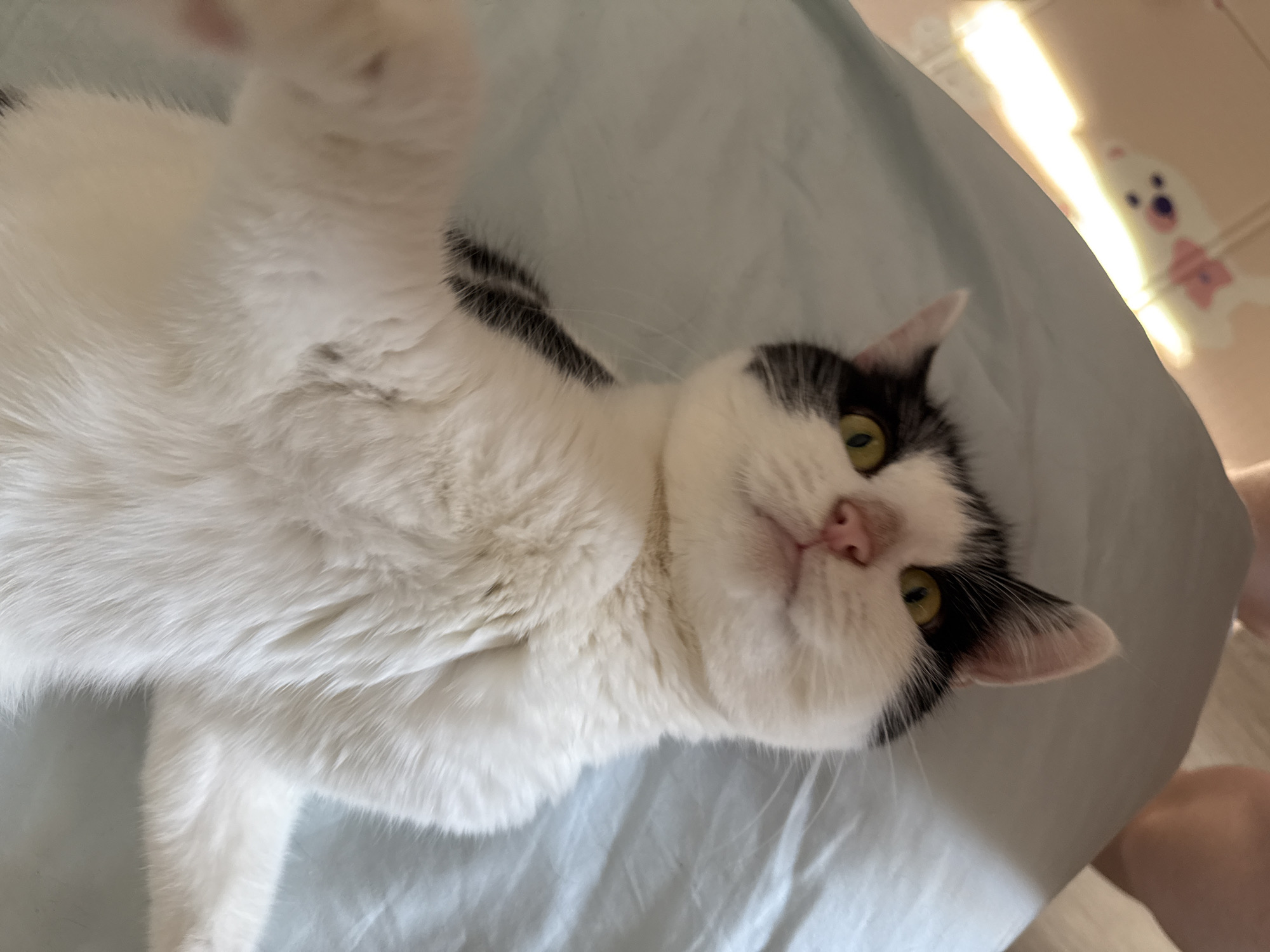 A domestic cat is the central subject of the image, lying on its back or side on a light blue fabric surface, which appears to be a blanket or sheet. The cat has predominantly white fur, with distinct black patches around its head, ears, and on the left side of its body. Its eyes are a bright greenish-yellow, and it has a small, pink nose. One white paw is visible in the upper left, slightly raised.
The cat's head is tilted, and it looks directly up towards the camera with a curious and relaxed expression. The setting is indoors, likely a home, possibly a bedroom, given the fabric. Bright, warm light, consistent with natural sunlight, streams into the room from the upper right, indicating it is daytime. The background is softly blurred, showing a light-colored surface and a faint, blurry white object with pink accents, which resembles a cartoon character or toy, possibly a bear with a bow tie. No text is visible in the image.