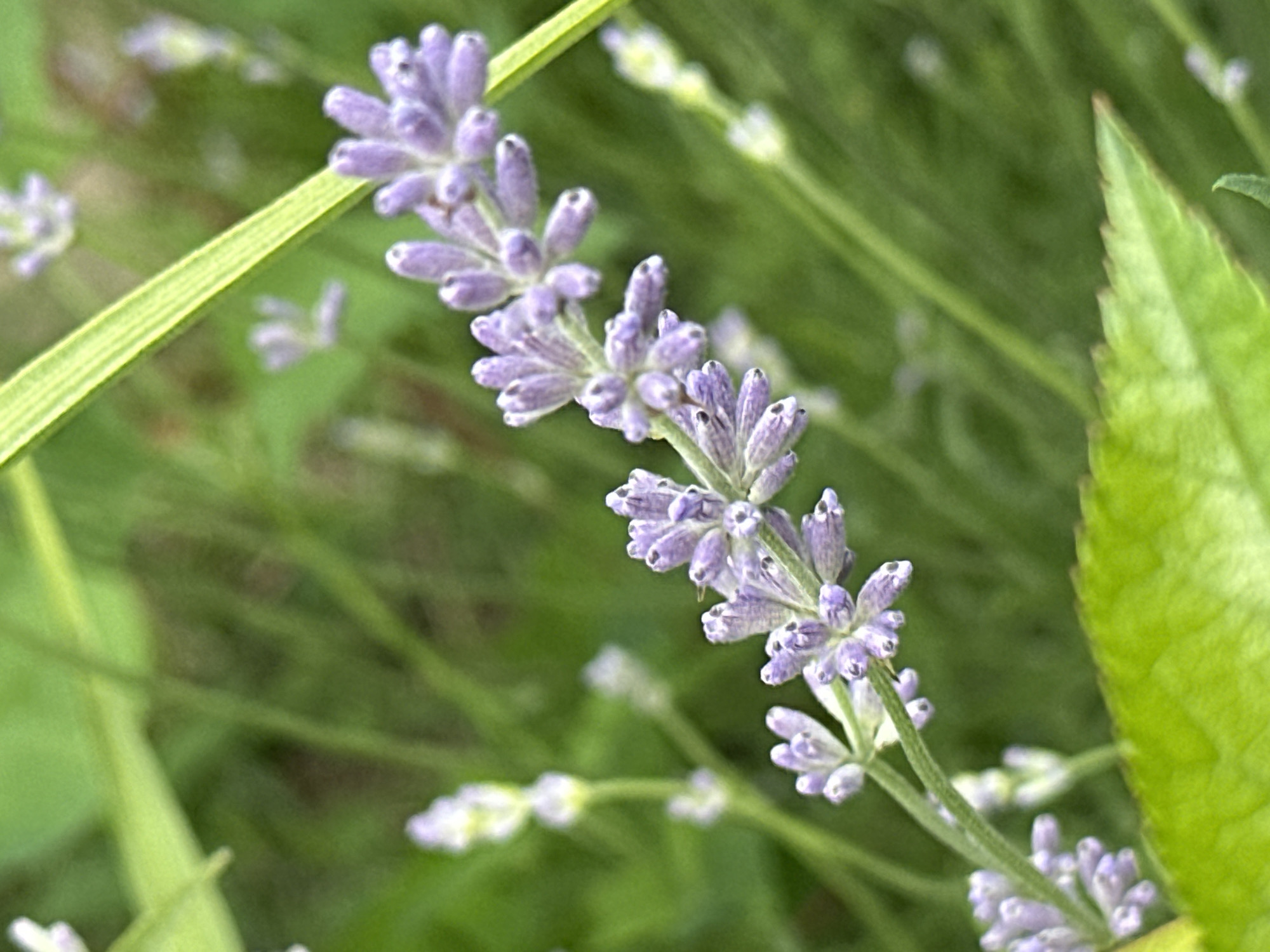 This is a close-up, eye-level shot of a lavender plant with soft, blurred green foliage in the background. The main subject is a flowering stalk of lavender, with numerous small, purple florets arranged in a spiral. The florets are detailed, showing their delicate structures and dark centers.
To the left of the lavender stalk, a blade of grass with prominent parallel veins is visible, creating a diagonal line across the frame. To the right, a broad, serrated green leaf is partially in focus, its texture and shape adding depth to the composition.
The lighting suggests it could be daytime, with soft, diffused light that creates subtle shadows and highlights. The shallow depth of field keeps the focus tightly on the lavender and the immediate surrounding elements, while the background fades into a bokeh of greens. The overall mood is peaceful and natural, emphasizing the beauty of the plant. There is no visible text in the image.