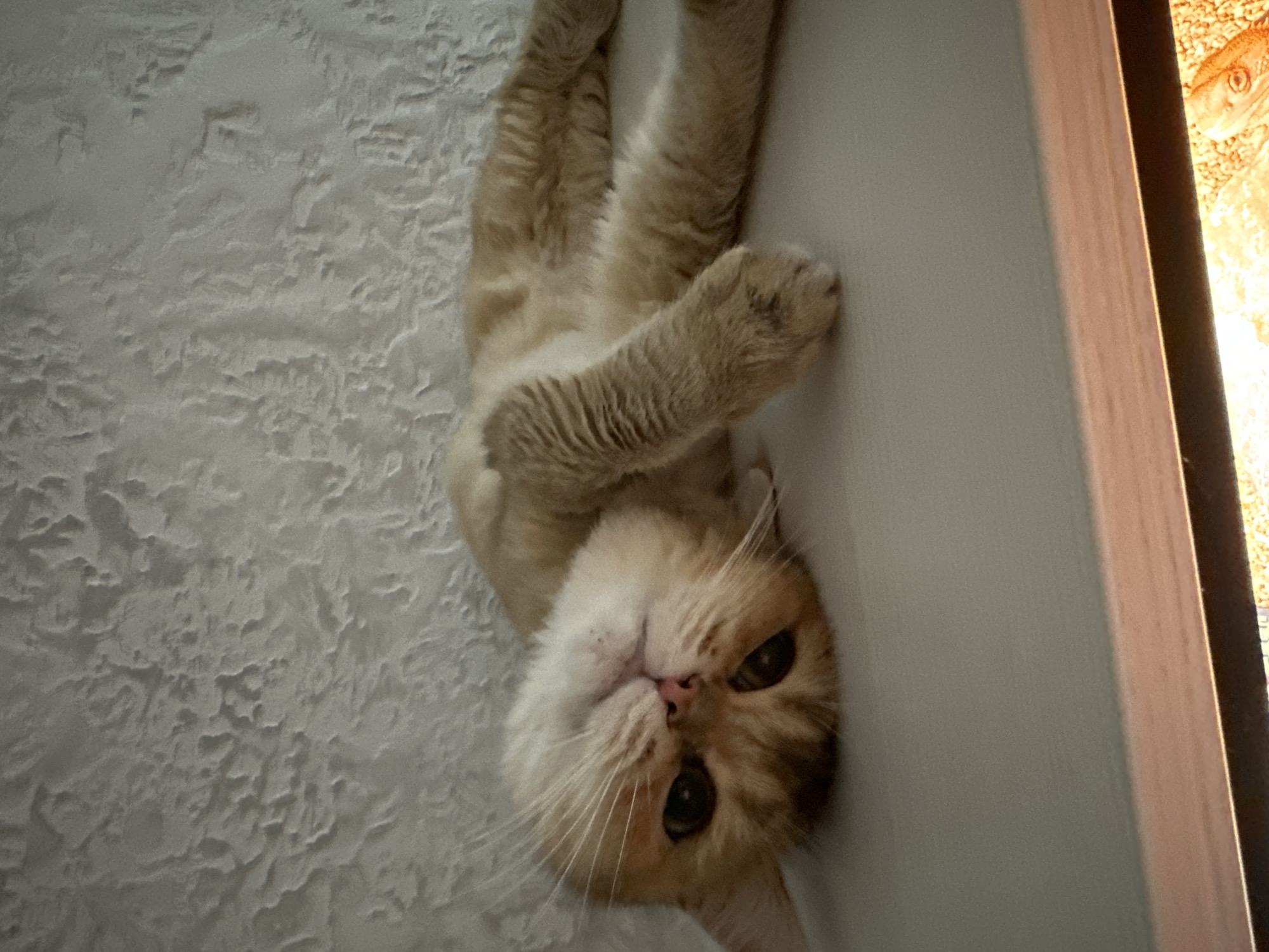 A ginger cat is lying on its back on a light-colored surface, with its head tilted and eyes looking upwards. The cat's fur is light brown with darker tabby markings. The background is a textured, light-colored wall. The scene appears to be indoors, with a warm light source visible at the bottom of the frame. There are no people present in the image, and no specific location in Seversk, Russia can be identified from the visual information provided.