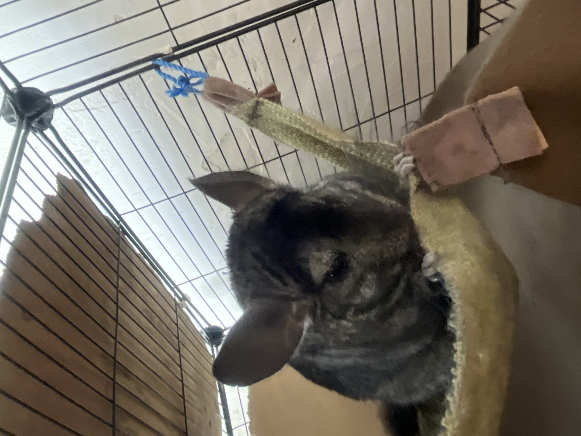 A chinchilla is resting in a yellow hammock inside a cage. The chinchilla is mostly dark gray with lighter gray markings on its face and chest. Its eyes are partially closed, and its ears are perked up. The cage is made of black metal bars, and the top of the cage has wooden slats. A blue rope with a pink ribbon tied to it is hanging from the top of the cage. The background is a white wall with some condensation. The image was taken in Rybnitsa, Moldova.