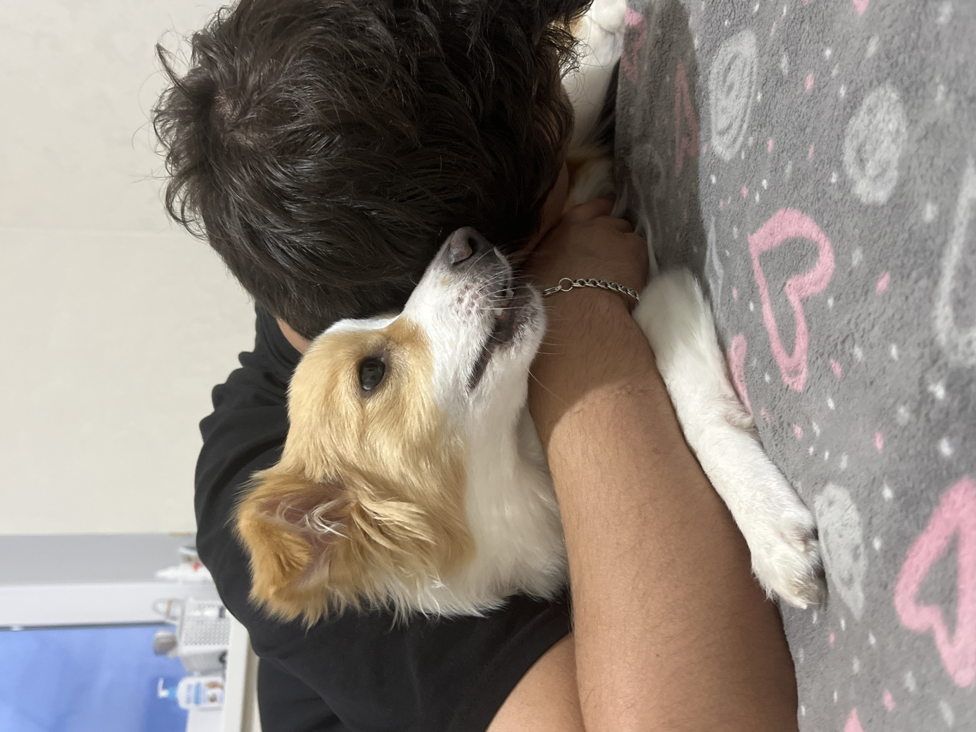 A man embraces a dog, indoors. The man, seen from the back, has dark hair and is wearing a black t-shirt. He holds the dog close to his chest. The dog is light brown and white with its head tilted upwards. A silver chain is visible on the man's wrist. They are situated on a grey blanket decorated with pink heart patterns. The exact location is Unknown, Unknown.