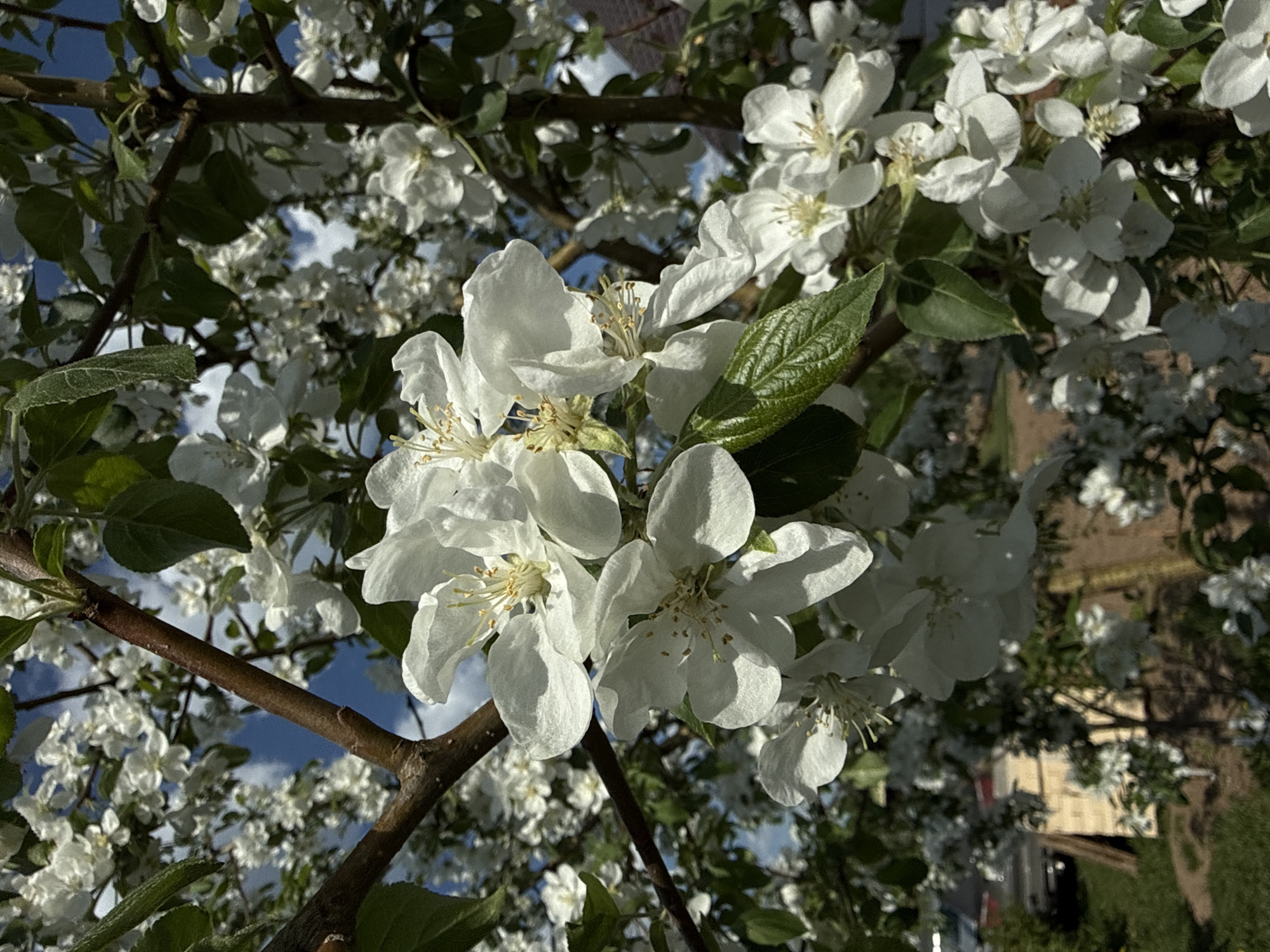 The image depicts a close-up view of blooming white flowers on a tree branch. The tree's branches are visible, with the sky and some clouds visible through the gaps in the flowers. There are green leaves interspersed among the flowers. The background is slightly out of focus, but it appears to show buildings, trees, and greenery. The location is assumed to be in the city of Lenino, Russia. The focus is on the blossoms, capturing their delicate structure and the contrast between the white petals, the yellow stamens, and the green leaves.