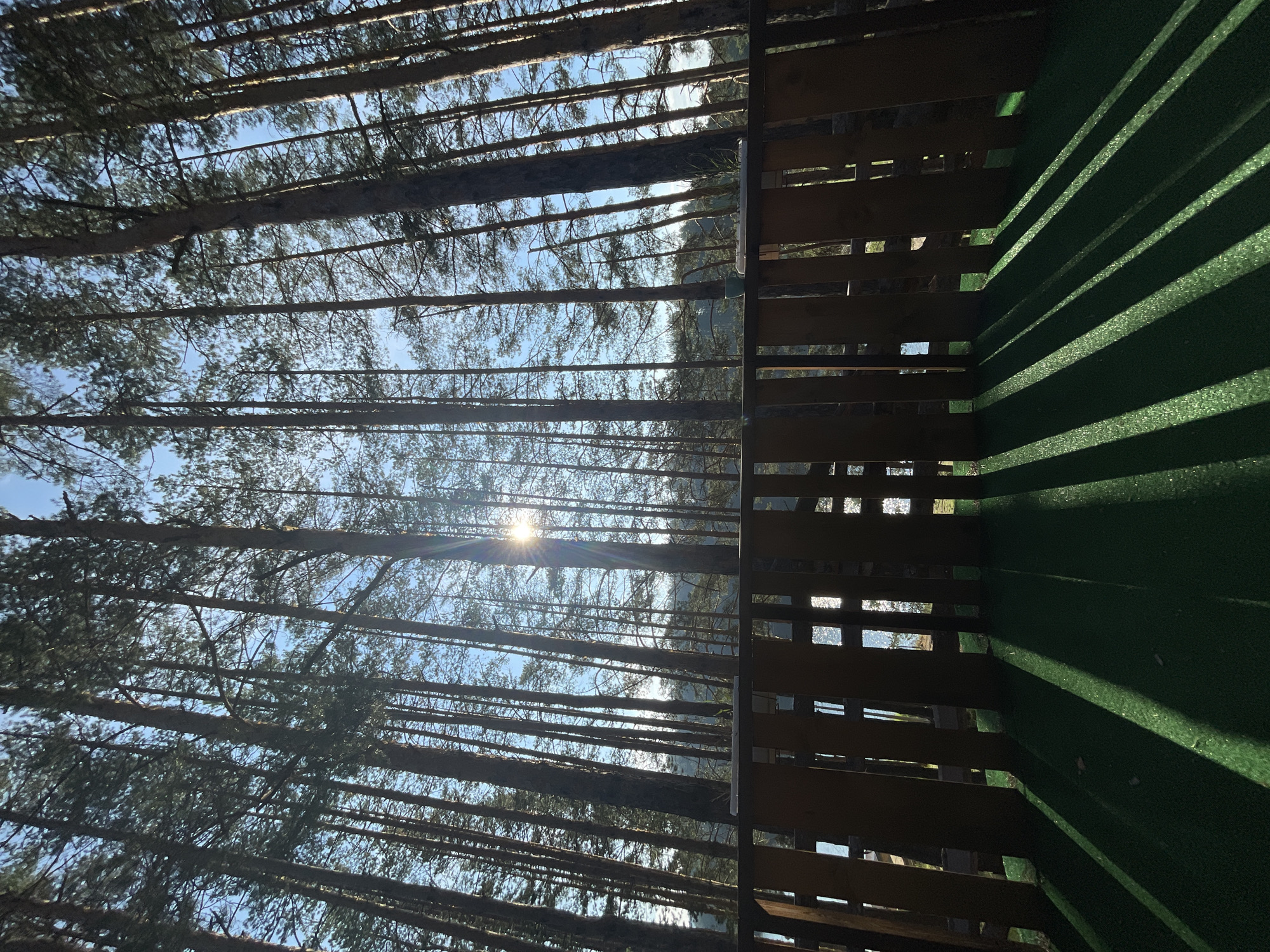 The image shows a view upwards through a dense pine forest. The sun is visible through the trees, creating a lens flare effect. In the foreground, there is a wooden fence or structure, with a green, possibly artificial, surface visible behind it. The location is likely Alino, Bulgaria, given the context. There are no people visible in the image. The primary subjects are the trees, the sun, and the wooden structure.