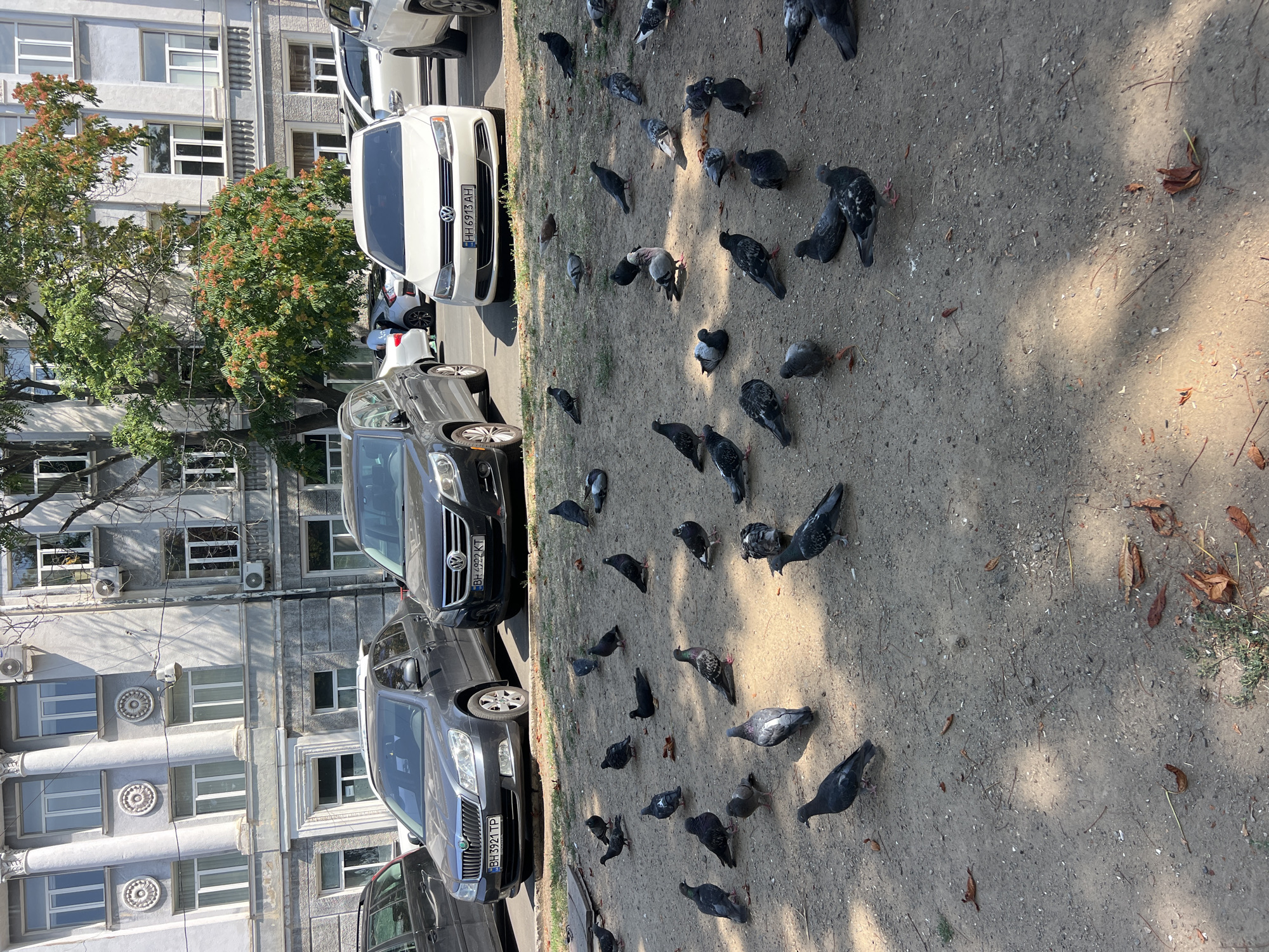 A flock of pigeons is gathered on a dusty ground in front of parked cars and a large building in Odesa, Ukraine. The building, with its classical architecture, features columns and ornate detailing, suggesting it might be a public institution or historical structure. The cars, including a white Volkswagen and a dark grey Skoda, are parked in a row on asphalt. The ground where the pigeons are located appears to be a mixture of dirt, gravel, and scattered dry leaves, indicating an outdoor urban setting, possibly a courtyard or parking area adjacent to the building. The scene is illuminated by natural daylight, casting shadows on the ground. There are no people clearly visible in the immediate vicinity of the pigeons.