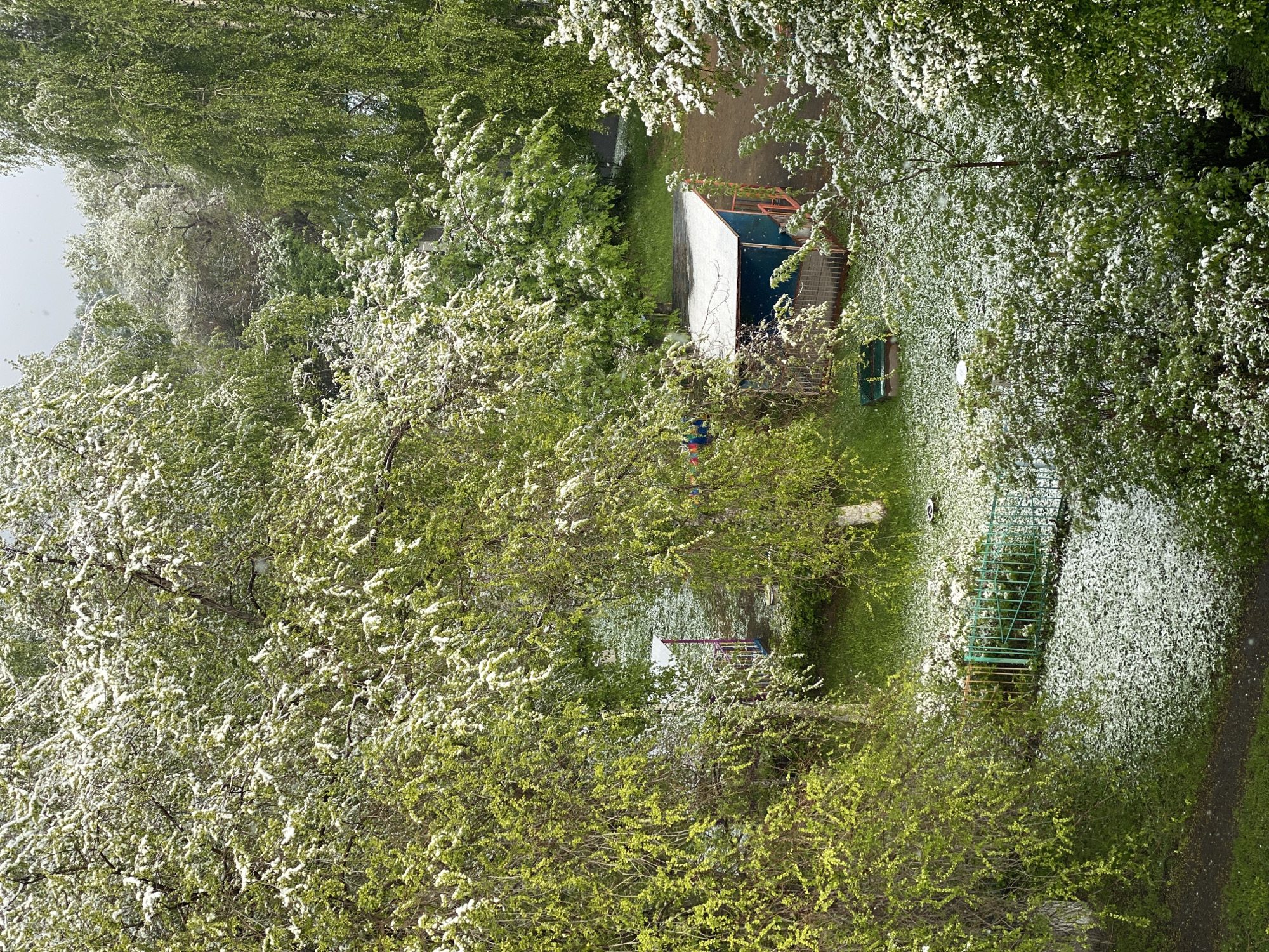 The image depicts an aerial view of a park in Novokuznetsk, Russia, during spring. White blossoms are densely covering the trees and ground, resembling snowfall. A small, light-colored structure with a dark roof is centrally positioned within the park. Nearby, there is a green metal fence and a path. The scene is dominated by the dense foliage of the trees, interspersed with patches of green grass. The lighting suggests a bright, overcast day.