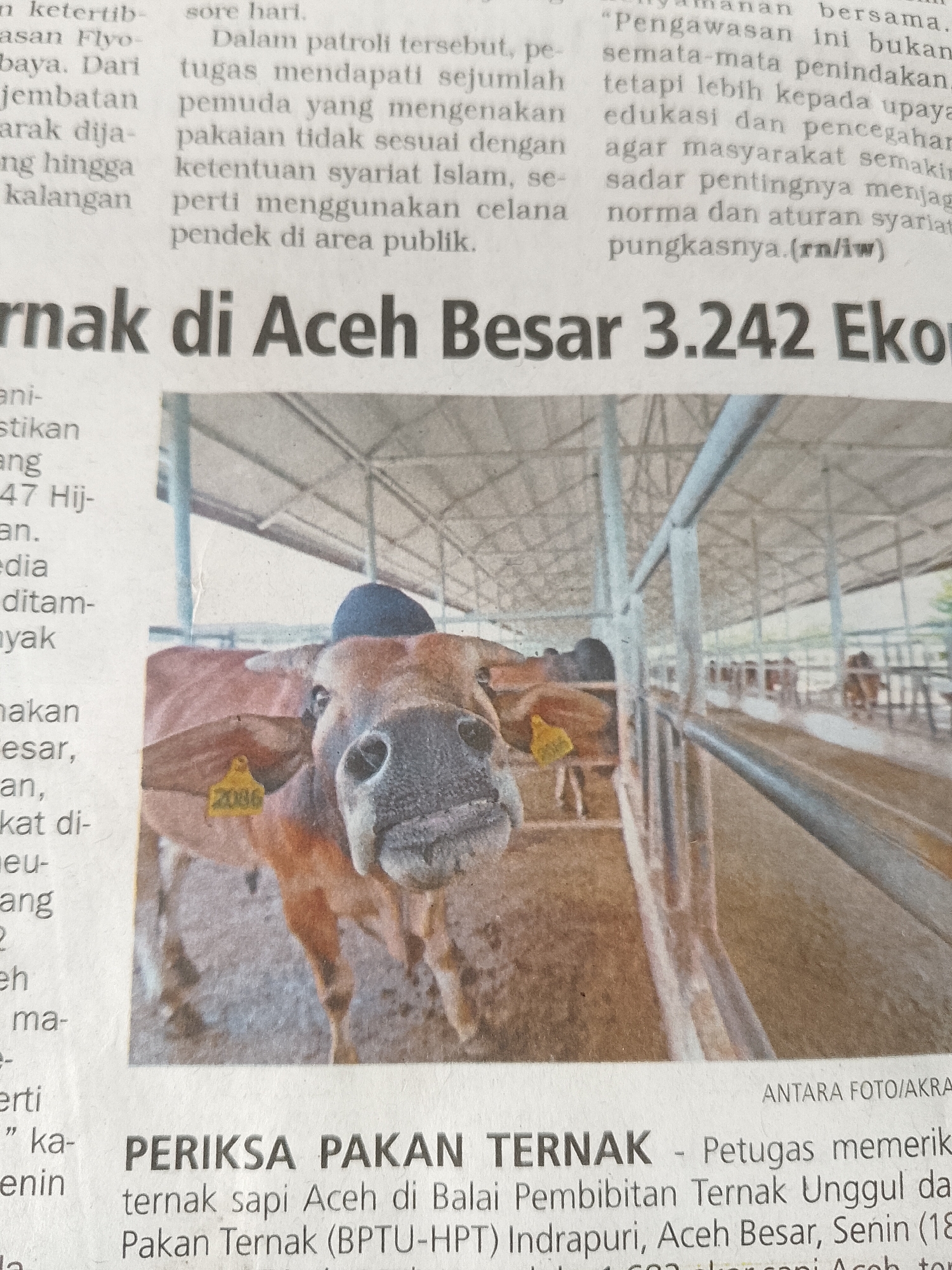 This image is a clipping from a newspaper showing a brown cow with a yellow ear tag reading "2086." The cow is standing in a livestock pen. Above the image, the headline reads "rnak di Aceh Besar 3.242 Eko". Below the photo is the caption "PERIKSA PAKAN TERNAK" with the details that it involves the checking of livestock feed at the superior Livestock Breeding Center (BPTU-HPT) in Indrapuri, Aceh Besar, Indonesia. The image includes the credit "ANTARA FOTO/AKRA".