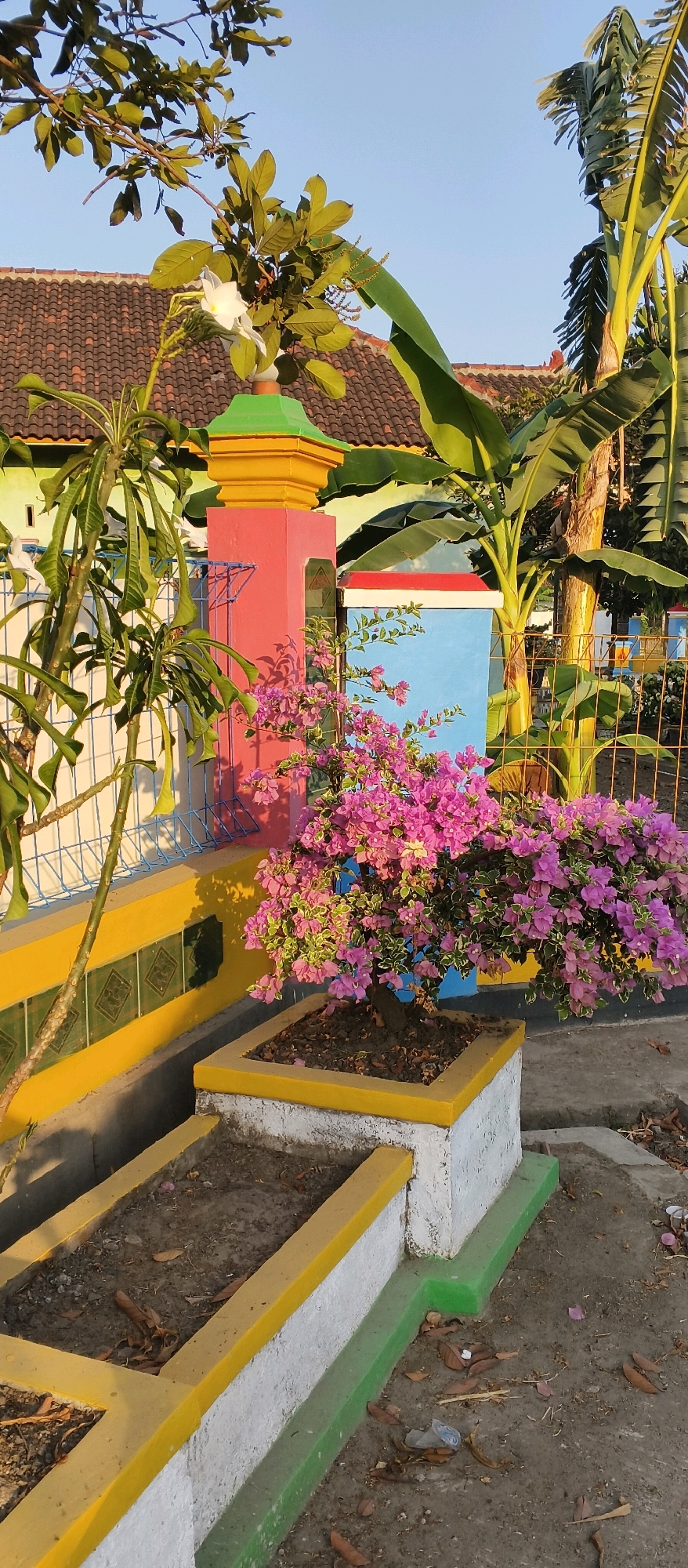 The image depicts an outdoor scene in Pakisan, Indonesia, likely a garden or courtyard, bathed in the warm light of what appears to be early morning or late afternoon. In the foreground, a vibrant bougainvillea bush, laden with bright pink and purple flowers, is planted in a white concrete planter box with yellow trim. To the left of the bougainvillea, a slender tree with long, drooping leaves, possibly a frangipani, stands next to a blue wire fence.
Behind the fence, a colorful, two-tiered pillar is visible. The lower portion of the pillar is painted red, topped with a yellow and green section. A light blue wall with a red trim is situated behind the pillar, suggesting it's part of a building or structure. In the background, a roof with terracotta tiles indicates a traditional building style. Tall banana trees with their characteristic broad leaves are prominent on the right side of the frame, adding to the tropical ambiance. The ground is a mixture of concrete and dirt, with scattered dry leaves and a few pieces of litter. The overall impression is one of a well-maintained but lived-in outdoor space, characterized by lush vegetation and brightly painted architectural elements.