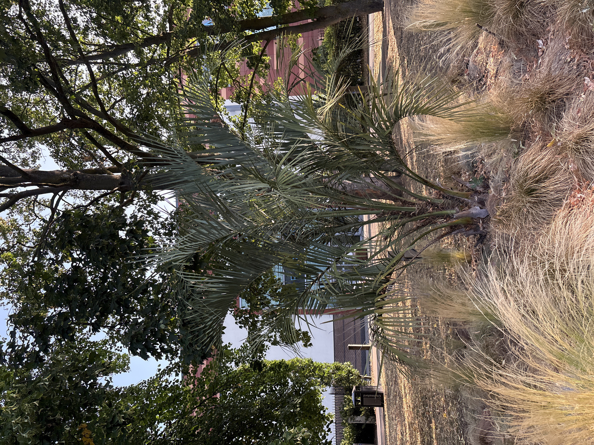 This image depicts an outdoor scene in Chelmsford, United Kingdom, featuring a small palm tree surrounded by ornamental grasses and fallen leaves. Behind the palm tree, a building with a reddish-brown patterned facade and white sections is visible, suggesting an urban or suburban setting. Large trees with green foliage frame the scene, and a dark-colored bin with the text "City C..." is present on the left side of the image. The ground is covered in dry grass and scattered leaves, indicating a possible autumn or dry season. The lighting suggests it is daytime, with sunlight illuminating parts of the vegetation. There are no people or animals visible in the frame.