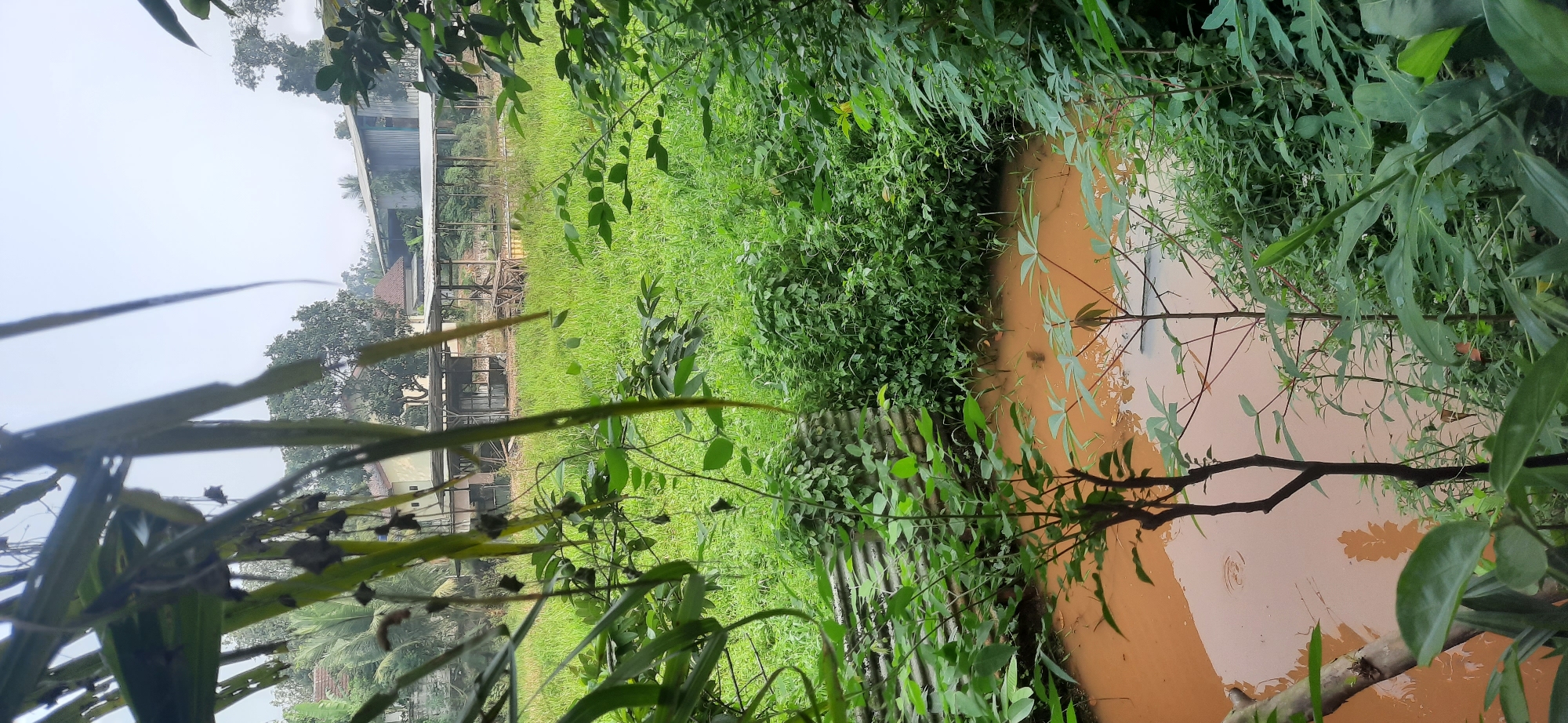 A vertical, medium shot captures a muddy pond surrounded by lush green vegetation in Cisauk, Indonesia. The pond water is a reddish-brown hue and appears still, with a few ripples visible on the surface. Along the left edge of the pond, a corrugated metal barrier is partially submerged. In the foreground, the branches and leaves of various plants frame the scene, with some foliage obscuring the view. Behind the pond, a dense growth of green plants and grasses stretches towards a distant area with buildings. These buildings appear to be low-lying structures with simple roofs, possibly agricultural sheds or workshops, constructed from corrugated metal and wood. The sky above is overcast and hazy, suggesting a cloudy day. No people are present in the frame.