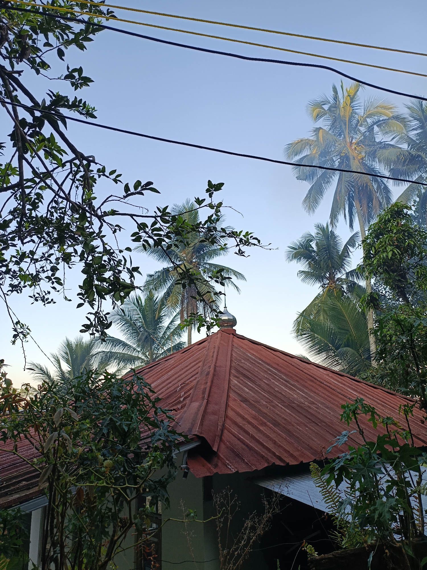 The image captures a view of a red, corrugated metal roof of a dwelling, likely in the city of Cikalongwetan, Indonesia. The roof is partially obscured by lush green foliage of trees and plants, some of which appear to be tropical. In the background, several coconut palm trees are visible, their fronds reaching towards a clear, light blue sky. Electrical wires run horizontally across the upper portion of the frame. The scene suggests an outdoor setting, possibly residential, with a prominent focus on the architecture and the natural vegetation characteristic of a tropical environment. There are no people visible in the image.