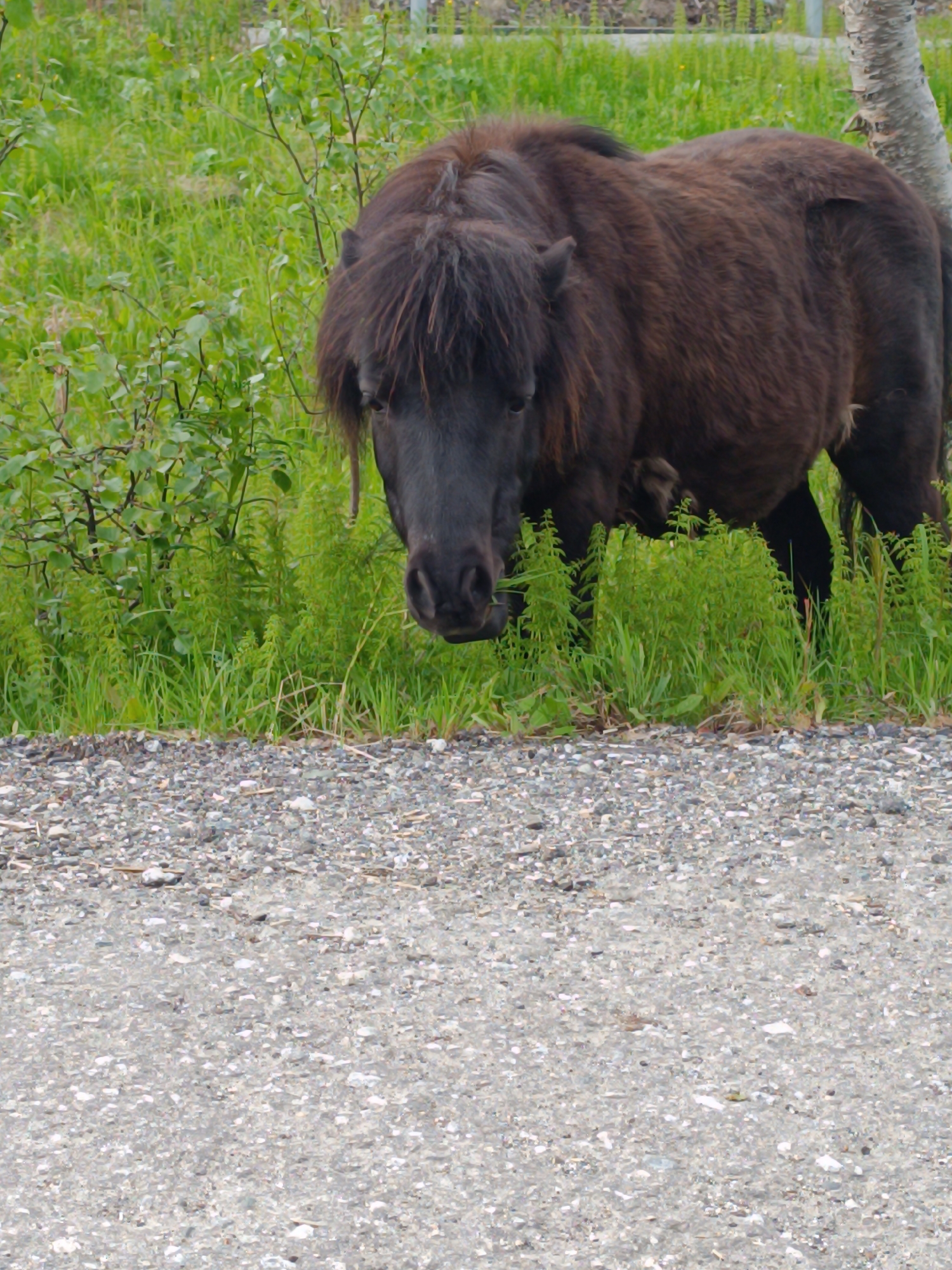 An Icelandic horse stands in a grassy area with a gravel foreground. The horse is dark brown with a shaggy mane and forelock, partially obscuring its face. It appears to be grazing. Behind the horse, tall green grass and some sparse bushes are visible. To the right of the horse, a portion of a tree trunk is present. The foreground consists of a textured surface composed of small gray and white stones. The image is taken from a medium to low angle. The background and setting suggest a rural or natural environment, consistent with the outskirts of Hovden, Norway.