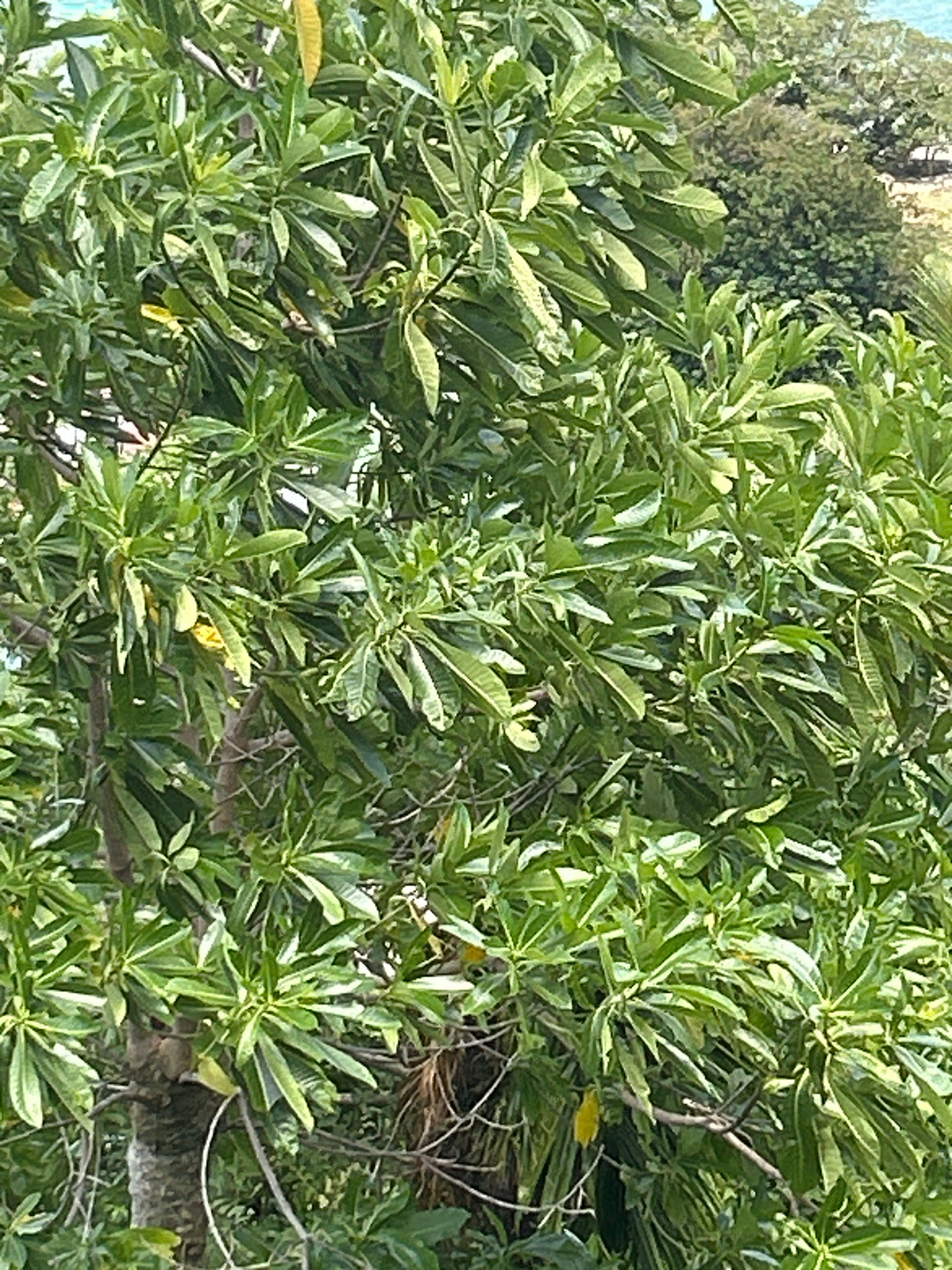 The image is a close-up shot of lush green foliage, dominated by the leaves and branches of a tree. The leaves are elongated and appear to be a vibrant green, with some lighter, yellowish-green variations suggesting new growth or sun exposure. The branches are visible, some thicker and darker, others thinner and lighter, forming a dense canopy. In the background, out of focus, are hints of a landscape that includes more trees and possibly a body of water or the sky, with a lighter, sandy-colored area suggesting a beach or cleared land. There are no people or specific objects clearly identifiable within the immediate foliage. The overall impression is one of abundant vegetation, characteristic of a tropical environment.