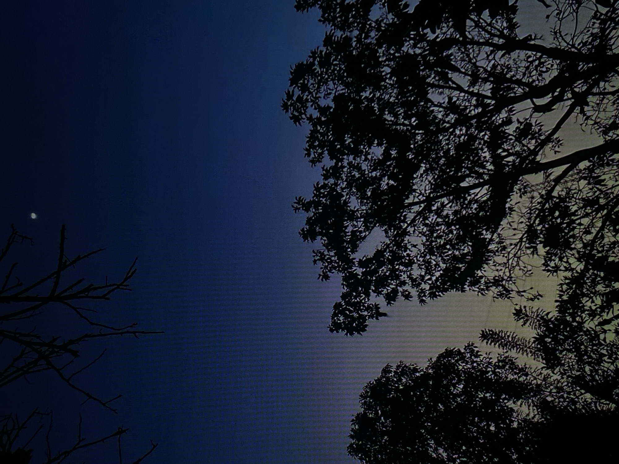 The image captures an upward perspective of the night sky, framed by silhouetted tree branches, in Tinaquillo, Venezuela. The sky, a deep shade of blue, occupies the majority of the frame. A small, bright crescent moon is visible in the upper-left quadrant.
On the left side, sparse, bare branches with what appear to be thorns reach into the blue sky. On the right and extending towards the bottom right, dense foliage and branches of a different tree are heavily silhouetted. The sky behind these denser branches appears slightly lighter, almost a muted grey, compared to the deep blue on the left.
The scene depicts late twilight, dusk, or early night due to the dark sky and visible moon. No specific activity or event is taking place, and no people or man-made objects are visible. The weather appears clear with no clouds. Horizontal lines are discernible across the sky, particularly in the darker areas, possibly indicating a digital artifact or a re-photographed screen. There is no visible text in the image.
