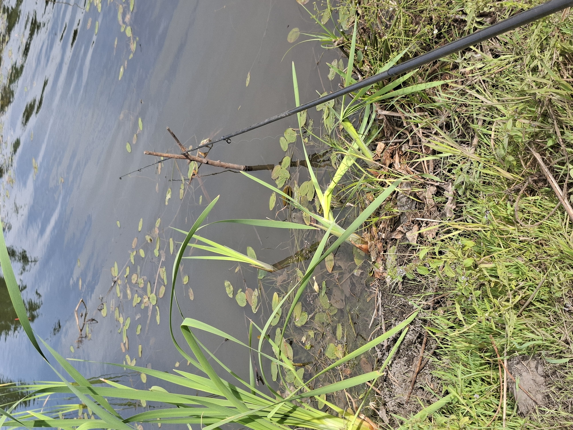 A fishing rod is placed on the muddy bank of a body of water, partially submerged in vegetation and debris, with its tip angled towards the water. Tall green reeds grow along the bank, extending into the water. The water's surface is calm with scattered lily pads and reflections of the sky and surrounding trees. The overall environment appears to be a natural setting within or near the city of Таўкачоўскі сельскі Савет, Belarus.