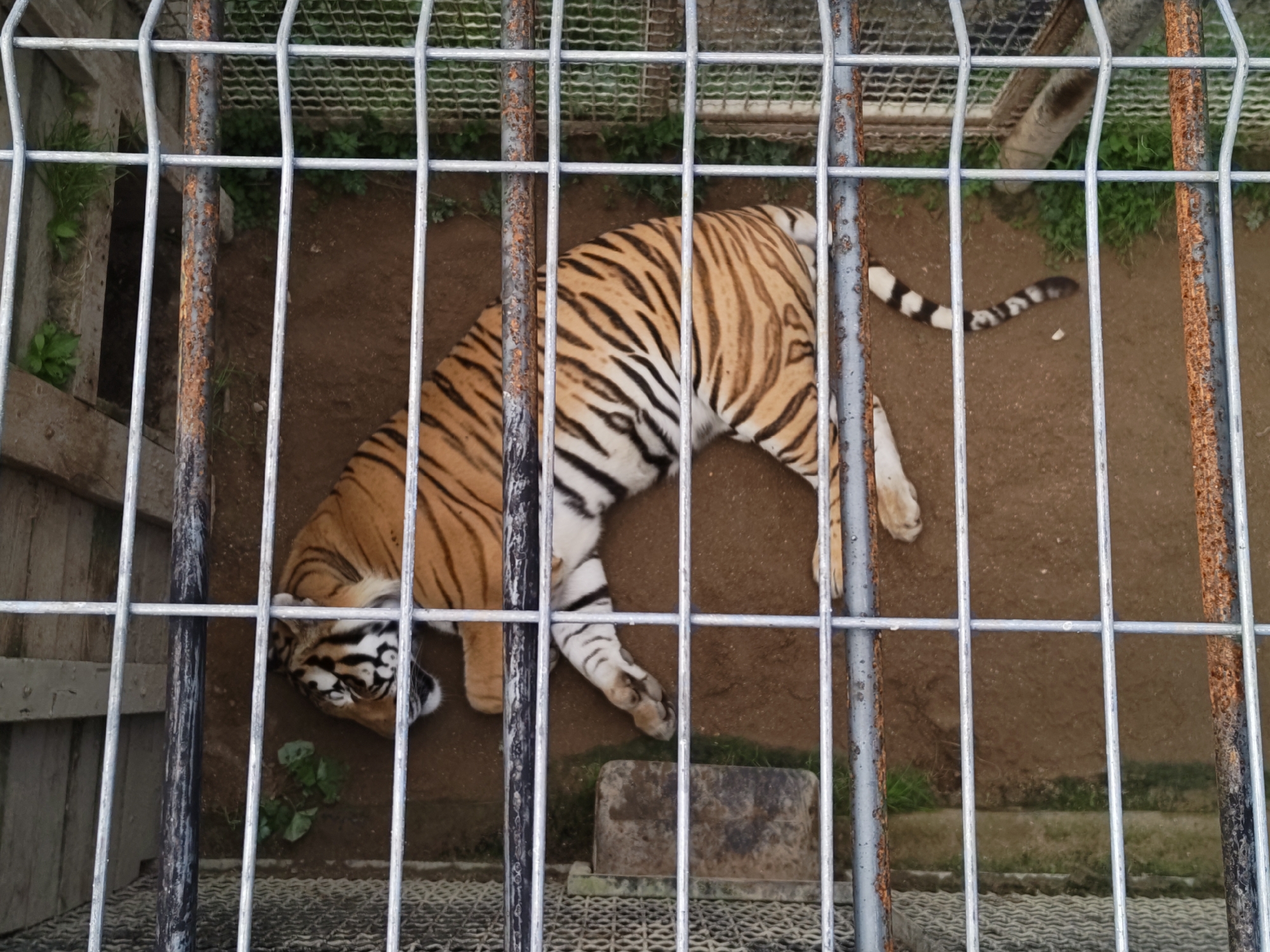 The image shows a tiger lying down inside a metal cage. The tiger is orange with black stripes and is positioned on its side. The cage bars are visible in the foreground, partially obscuring the view of the tiger and its surroundings. The ground inside the cage appears to be dirt and some vegetation. The lighting suggests it is daytime. The image does not provide any information about the city of Dorishchi, Russia or any specific details about people, actions, or interactions.