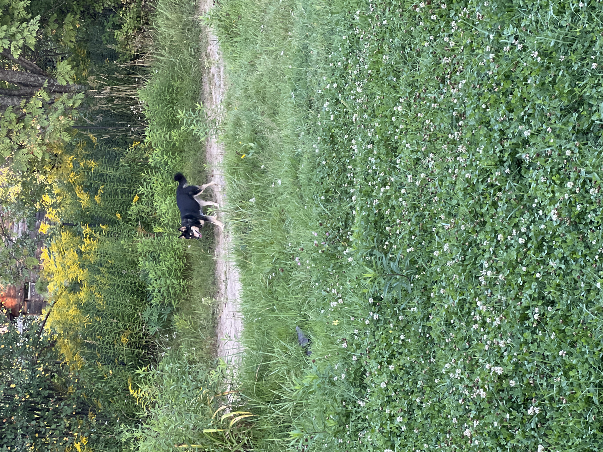 A black and tan dog walks on a dirt path through a field of tall green grass and yellow wildflowers. The dog is in the middle ground of the image, facing left. The background consists of trees and a wooden building. The foreground is a dense patch of green clover with small white flowers. The scene appears to be in a rural or semi-rural area, possibly Strakhovo (Sitnikovskii S/S), Russia, given the presence of wildflowers and a rustic wooden structure. The lighting suggests it is daytime, possibly late afternoon due to the warm tones.