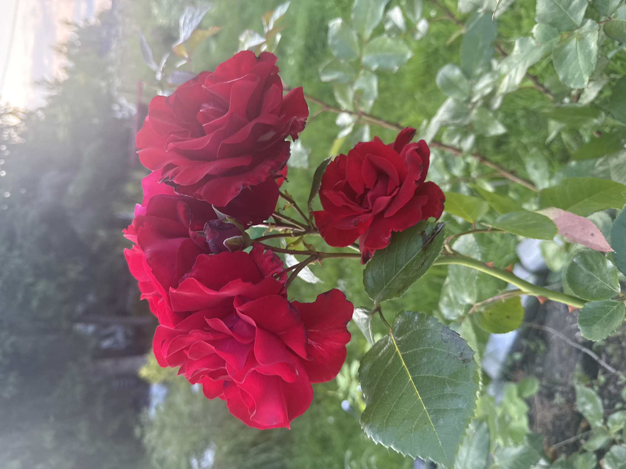 A cluster of three deep red roses blooms on a green stem with thorny branches and leaves. The roses are in full bloom, with layered petals. The background is a blurred garden scene with green grass and foliage, suggesting an outdoor environment. The top right corner of the image shows a bright, hazy sky, possibly indicating sunset or sunrise, with some bokeh effects from lens flare. The scene is located in Lyady, Russia.