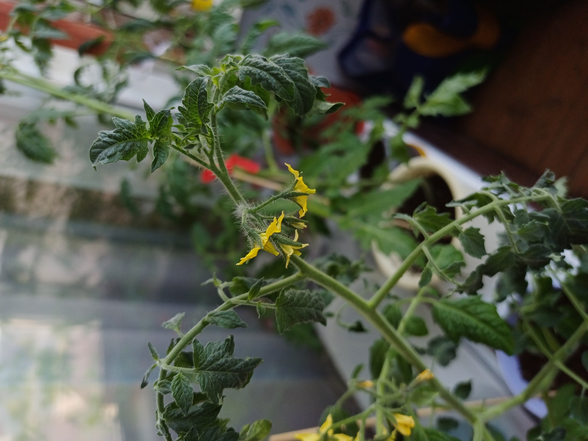 A potted tomato plant with yellow flowers is shown against a blurred background. The plant has green leaves and stems, some of which are covered in fine hairs. The flowers are small and star-shaped. The plant appears to be growing indoors, possibly on a windowsill, given the diffused light and the presence of a window in the background. The scene is static and there are no people present. The overall environment suggests a domestic setting.