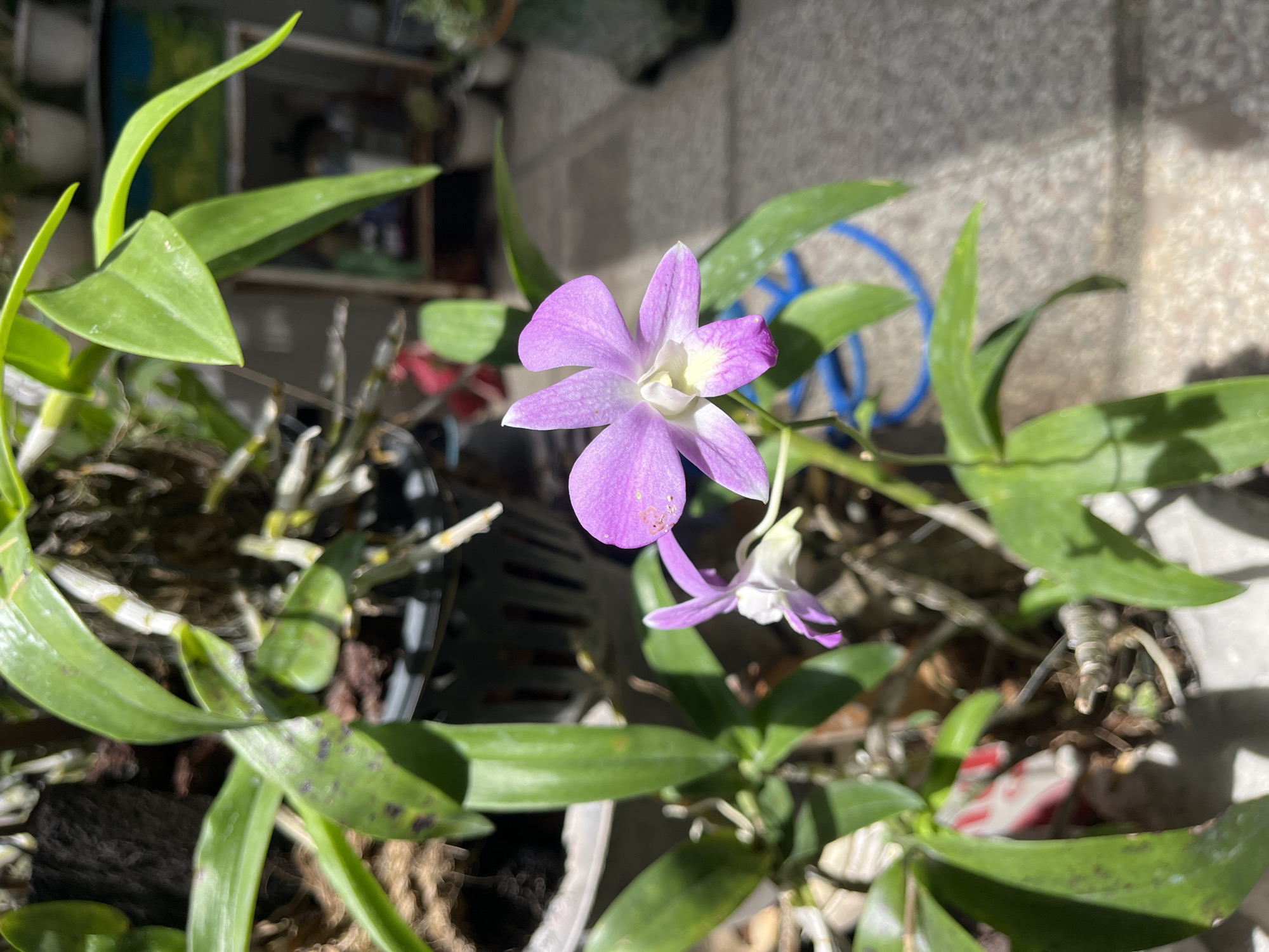 The image shows a purple orchid in bloom, planted in a pot containing what appears to be coco coir. The pot is situated outdoors, with sections of a tiled patio visible in the background. The plant has several green leaves, some with black spots. Another plant with similar leaves is also visible in another pot. The location is Lhokseumawe, Indonesia.