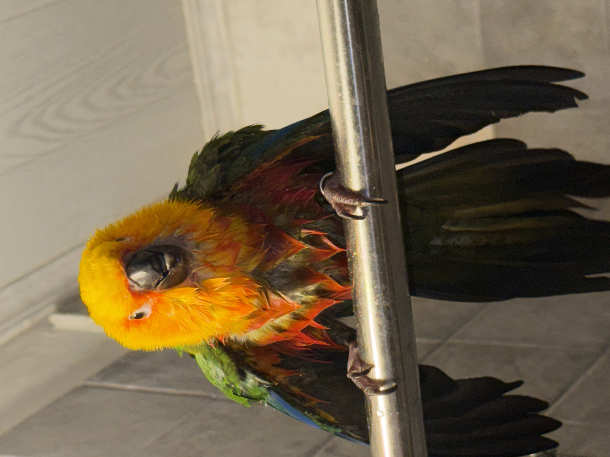 A wet, brightly colored parrot, with yellow, orange, green, and red plumage, is perched on a horizontal metallic bar, with its wings slightly spread. The parrot is facing forward, and its eyes are open. The background consists of a tiled wall and a ceiling with a wood-grain pattern. There is no indication of the city of Khimki, Russia, in the image.