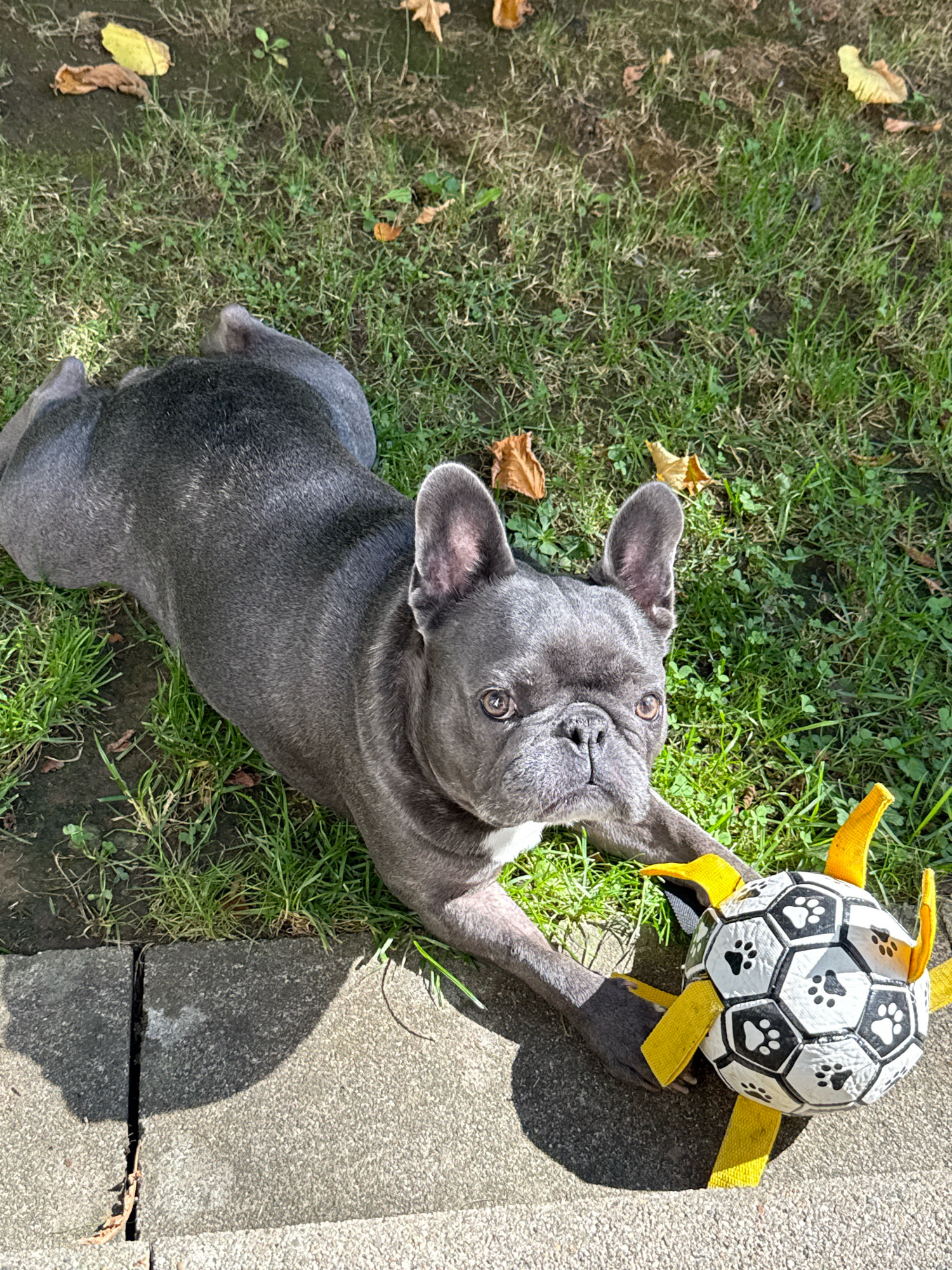 A blue French bulldog lies on a patch of grass next to a concrete pathway, with a black and white soccer ball-shaped toy with yellow fabric straps. The dog is on its side, facing the camera, with its front paws resting on the toy. Sunlight casts a shadow from the dog and the toy onto the pathway. Dried leaves are scattered on the grass. The scene appears to be in a garden or park in Bad Sachsa, Germany.