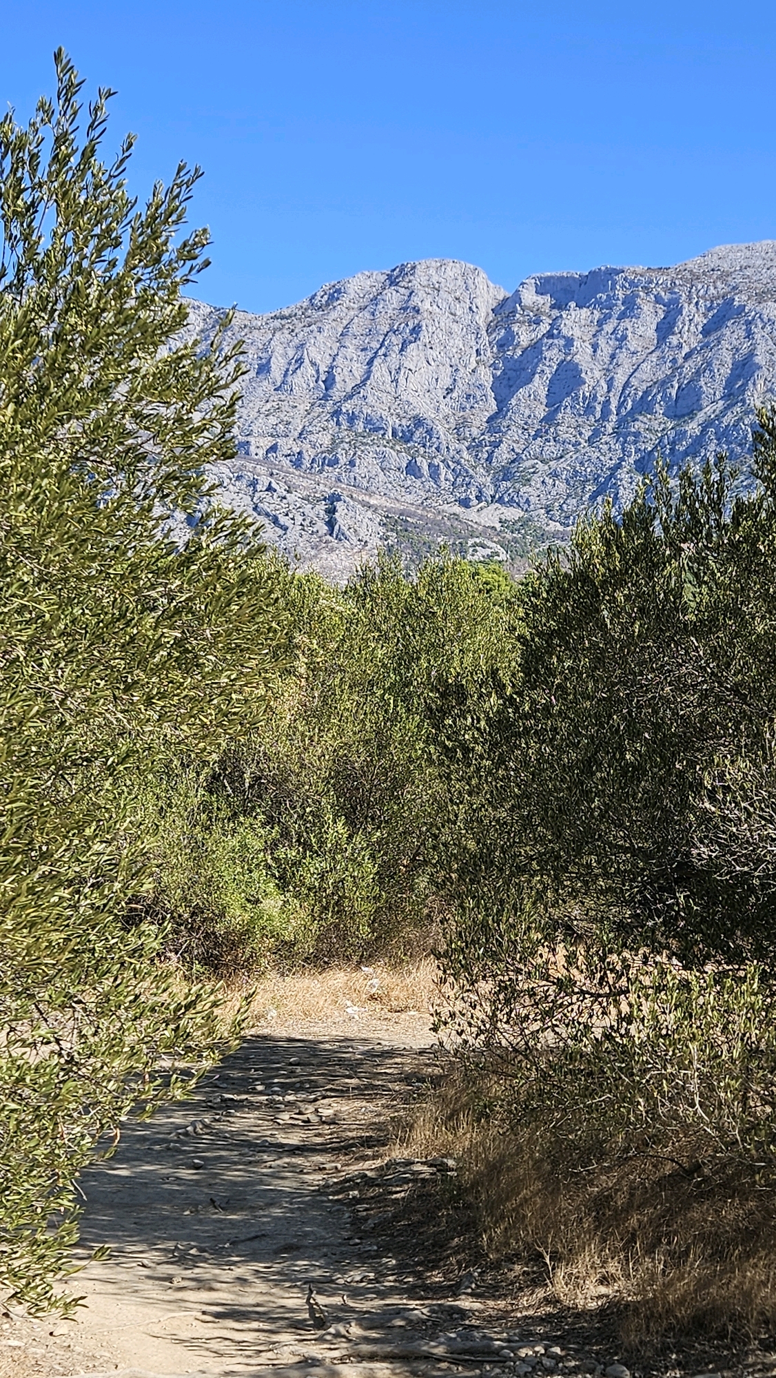 The image shows a dirt path winding through a landscape of olive trees and scrub brush, with a rugged mountain range in the background under a clear blue sky. The path is uneven, with scattered rocks and debris. Sunlight casts dappled shadows on the ground. The olive trees are lush and green, their leaves rustling in the breeze. The mountains are rocky and barren, with sharp peaks and deep crevices. The scene appears to be in Općina Podgora, Croatia, a coastal municipality known for its Mediterranean vegetation and mountainous terrain.