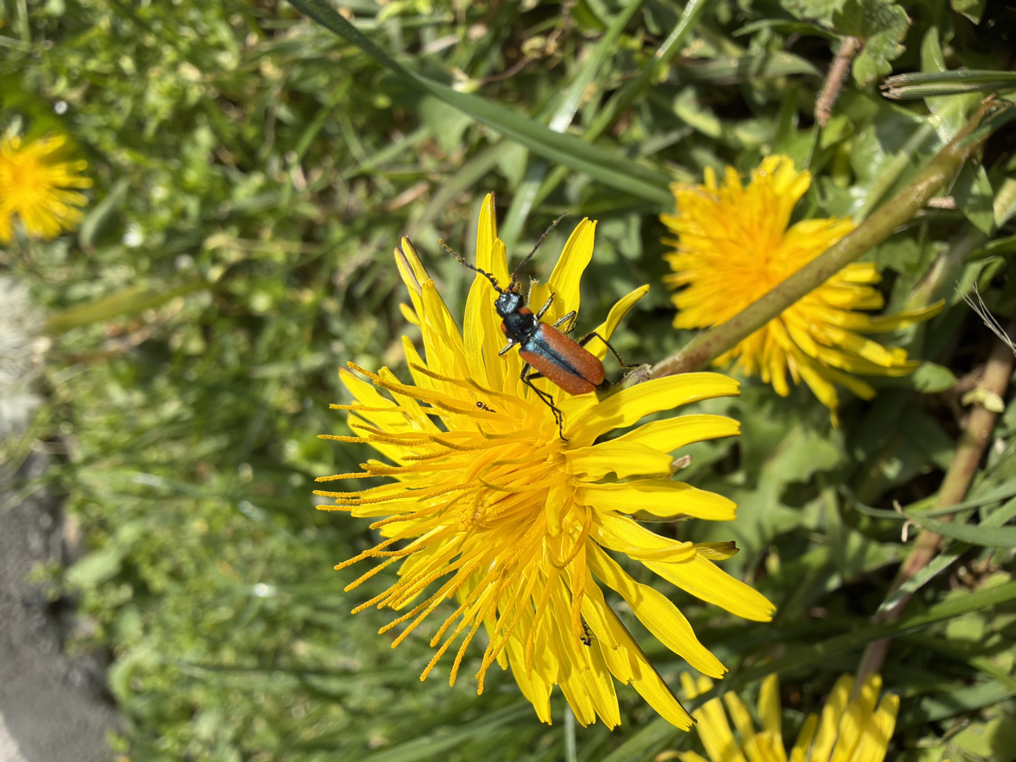 A medium-close, eye-level shot captures a vibrant yellow dandelion flower in full bloom. A red-brown beetle with a black head and blue accents is perched on the flower. The dandelion sits amidst green grass and other dandelion flowers, some in focus and some blurred in the background. The location is Karadjovo, Bulgaria.