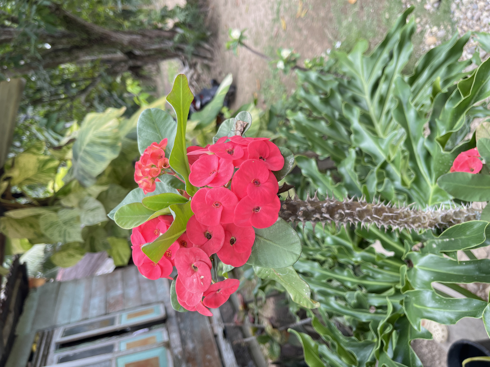 A close-up, medium shot focuses on a cluster of vibrant pink flowers with green leaves in the foreground. The flowers are blooming from a thorny stem, which is also in sharp focus. Behind the flowers, a wooden building with weathered blue and white siding and closed windows is visible. Lush green foliage, including large, wavy leaves and trees, fills the background. The ground appears to be dirt and gravel. The overall scene suggests an outdoor setting in a residential or rural area, possibly a garden in Saramaba, Indonesia. No people are present in the image.