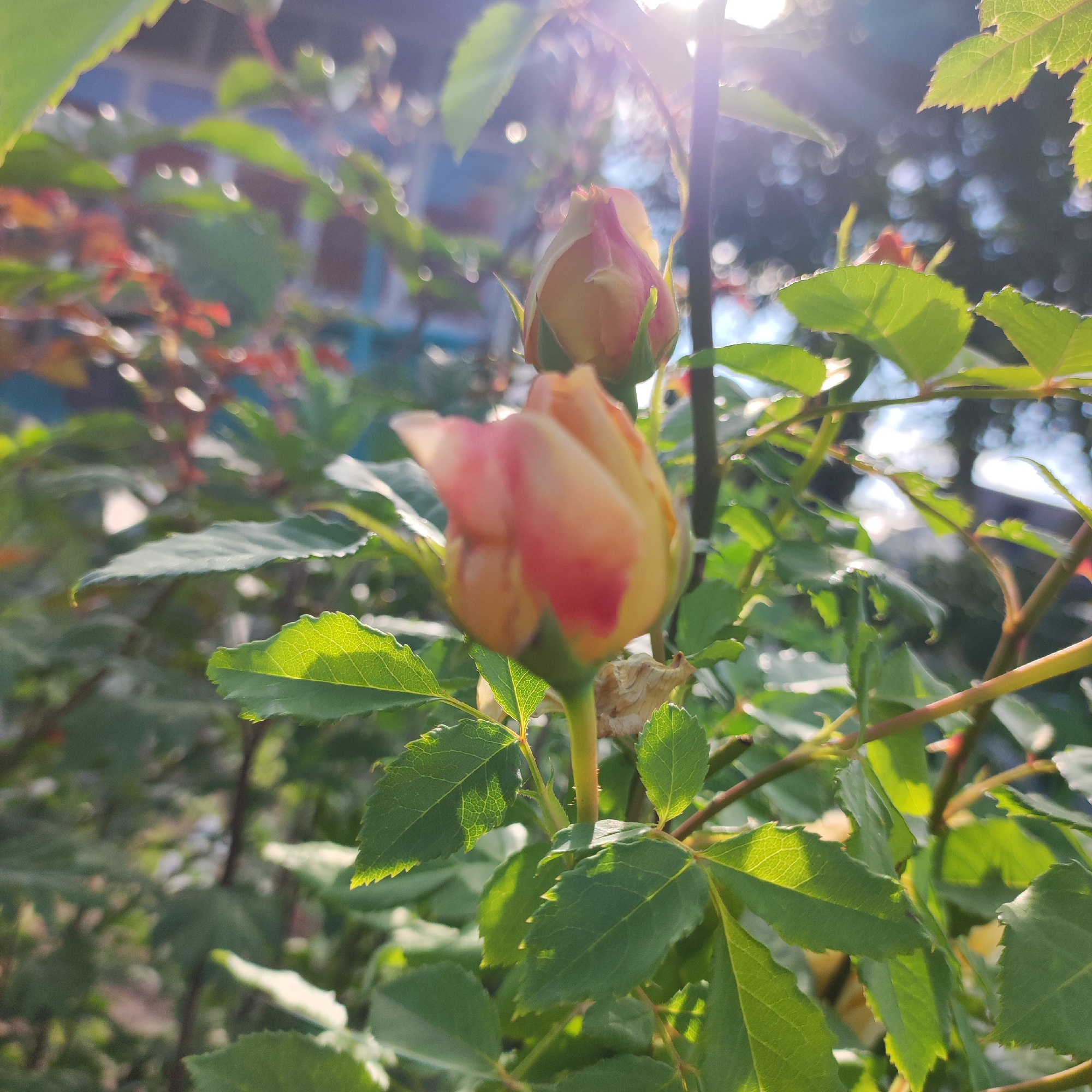 This is a medium shot, eye-level, outdoor photograph of rosebuds on a rose bush. The focus is on two rosebuds in the foreground, which appear to be a peachy-orange color with hints of pink. The rosebush is dense with green leaves, some of which are catching the sunlight. In the background, the scene is blurred, but hints of a building with a blue wall and brick details can be seen. There are also out-of-focus trees and the sky, suggesting a garden setting.
The lighting indicates that it is daytime, likely morning or late afternoon due to the sun's position and the lens flare present. The sunbeams create a bright, ethereal effect, highlighting the dew or water droplets on the leaves and the petals of the rosebuds. The overall mood is peaceful and serene, capturing the delicate beauty of nature. There is no visible text in the image. The location context is Navoloki, Russia, which implies a temperate climate suitable for growing roses.