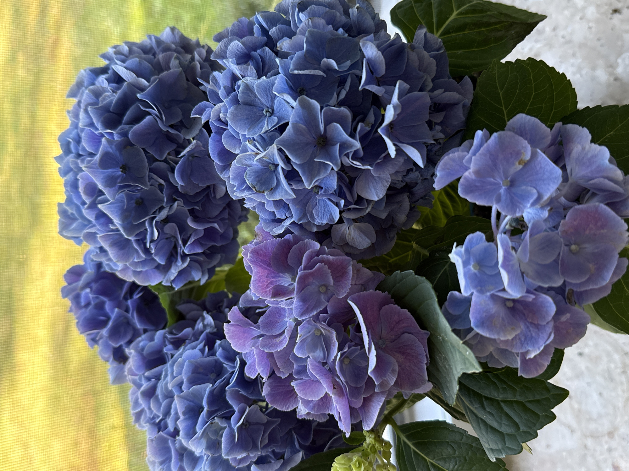 A close-up, vertical shot showcases a bouquet of hydrangeas, primarily in shades of blue and purple, with some hints of lighter violet. The flowers are clustered densely, with multiple blooms visible. Lush, dark green leaves are interspersed among the blossoms. In the background, a softly blurred yellow and green pattern suggests an outdoor setting viewed through a window. The image was taken in Bad Sachsa, Germany, in a domestic environment, possibly on a windowsill. There are no people or animals present.