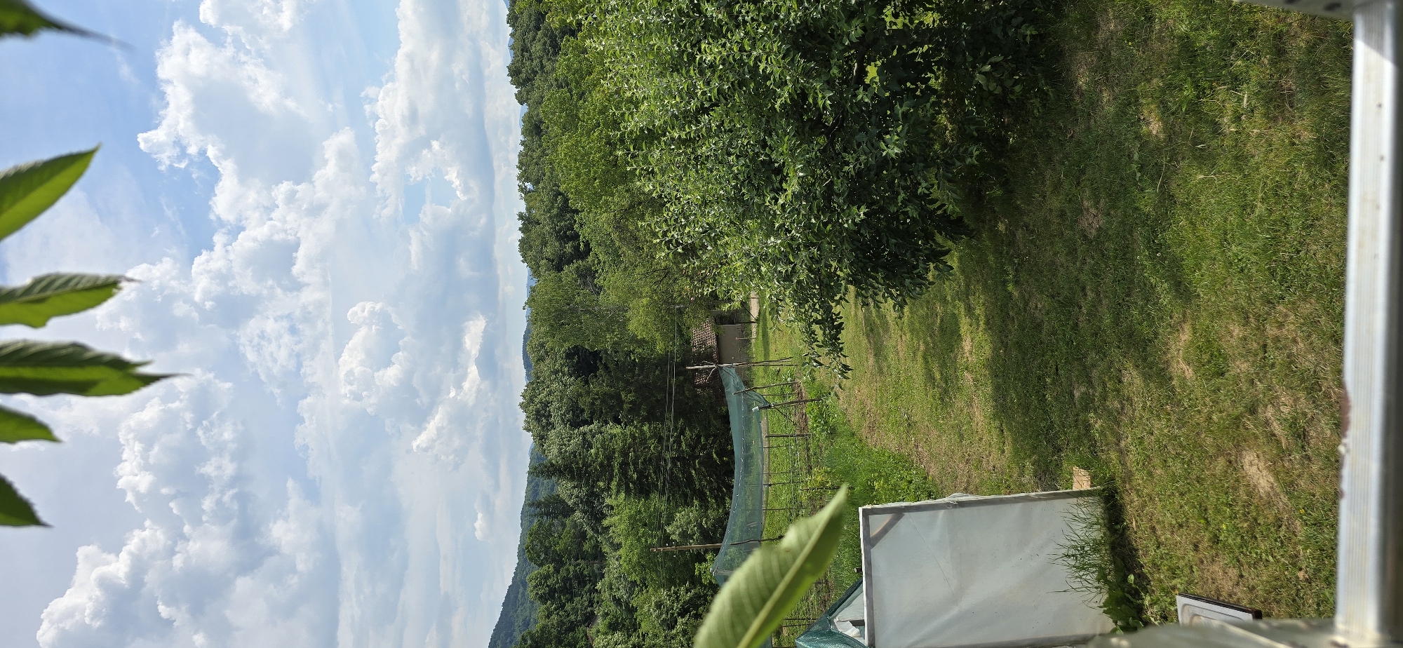 The image shows an outdoor scene with a lush green garden and a backdrop of rolling hills covered in trees. The sky is partly cloudy with white cumulus clouds against a blue sky. In the foreground, there is a grassy area with a large green bush on the right. To the left, a white structure, possibly a greenhouse or temporary shelter, is partially visible. Further into the garden, there are rows of plants protected by a green net, supported by wooden poles. A small, simple building with a brown roof is situated behind the netted area. The scene appears to be a rural or semi-rural setting. There are no people or animals visible in the image.